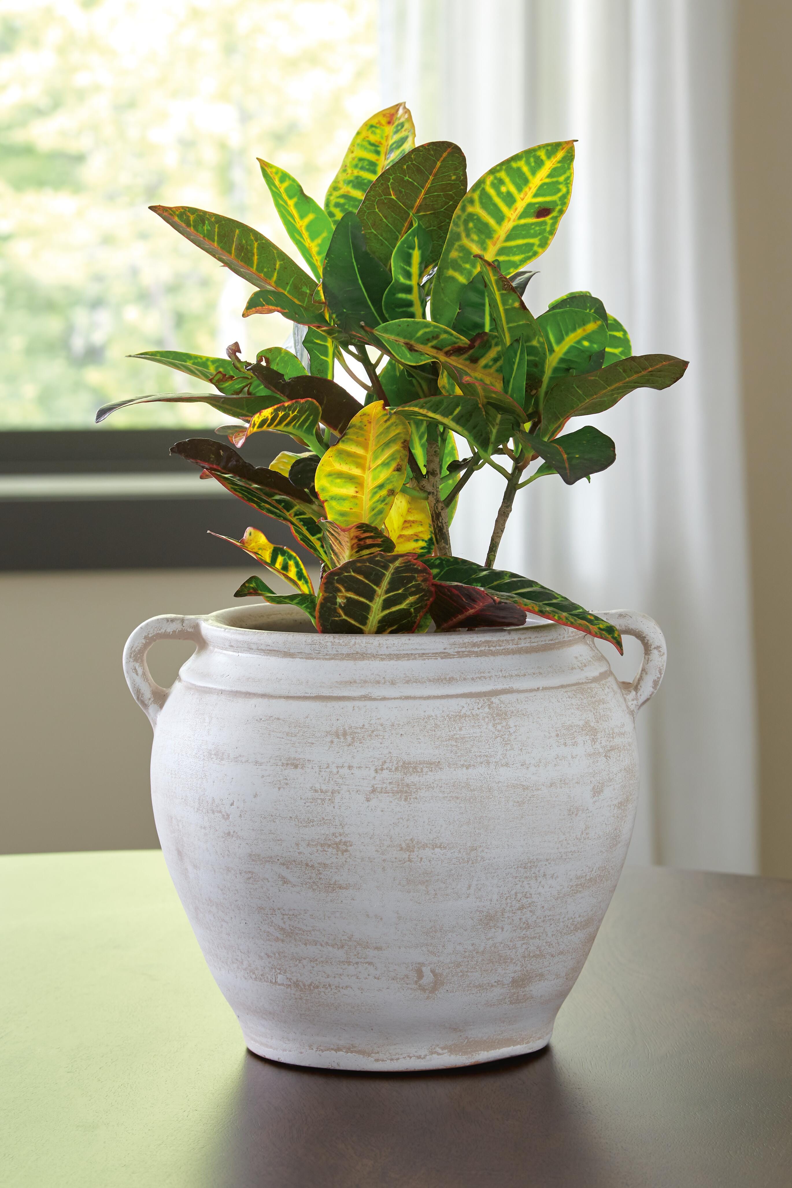 Meadie product photo