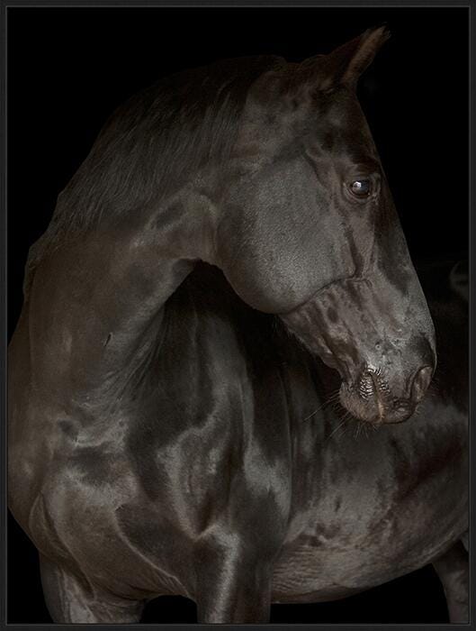 Giclee Black Stallion Wall Art, , large