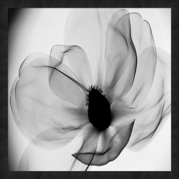 Giclee Magnolia Wall Art, , large