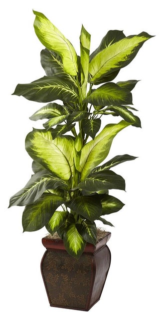 Golden Dieffenbachia with Decorative Planter
