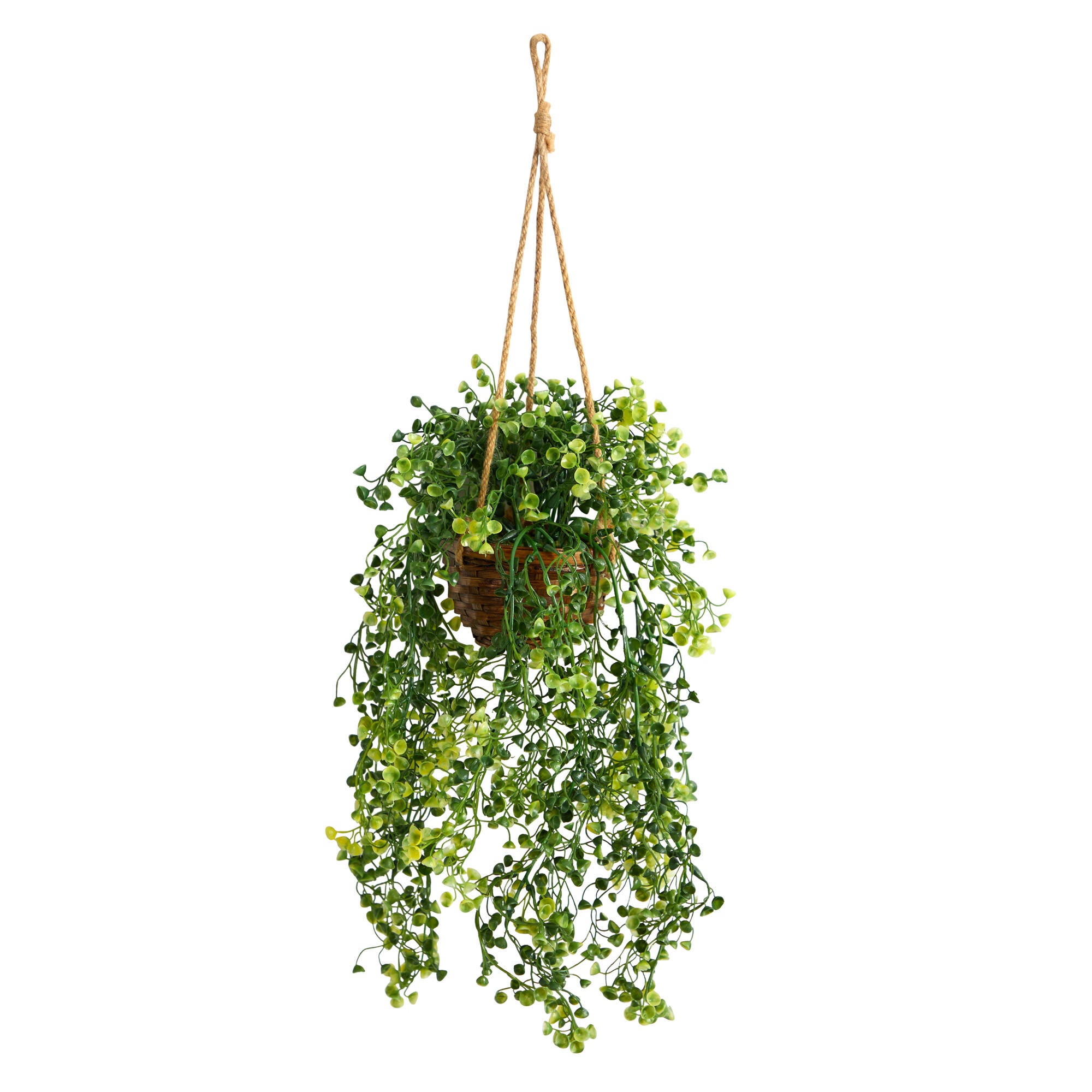green and purple hanging plant Tradescantia Zebrina Violet hanging plant | 25 cm main image 1