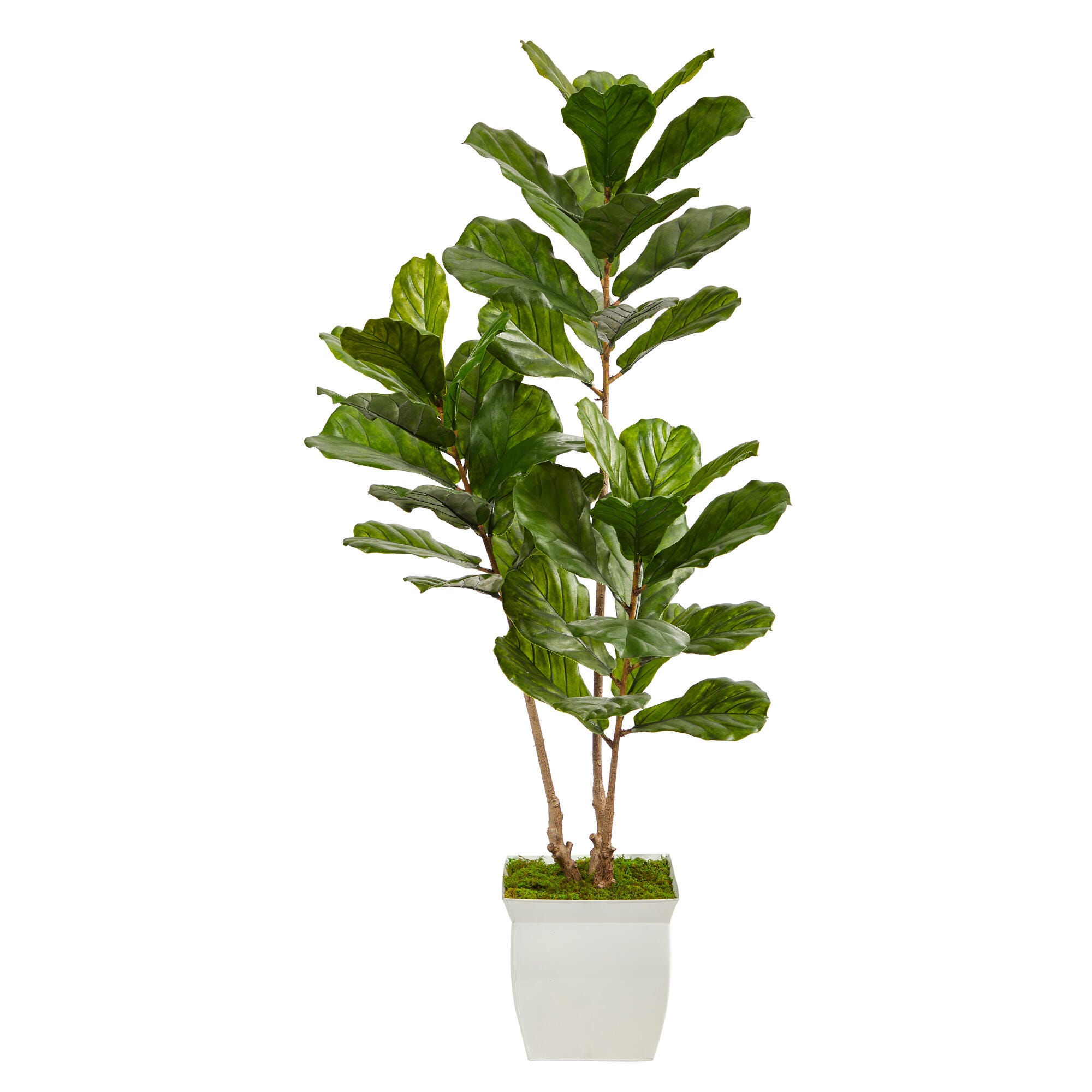 5.5&rsquo; Fiddle Leaf Artificial Tree in White Metal Planter UV Resistant (Indoor/Outdoor), , large