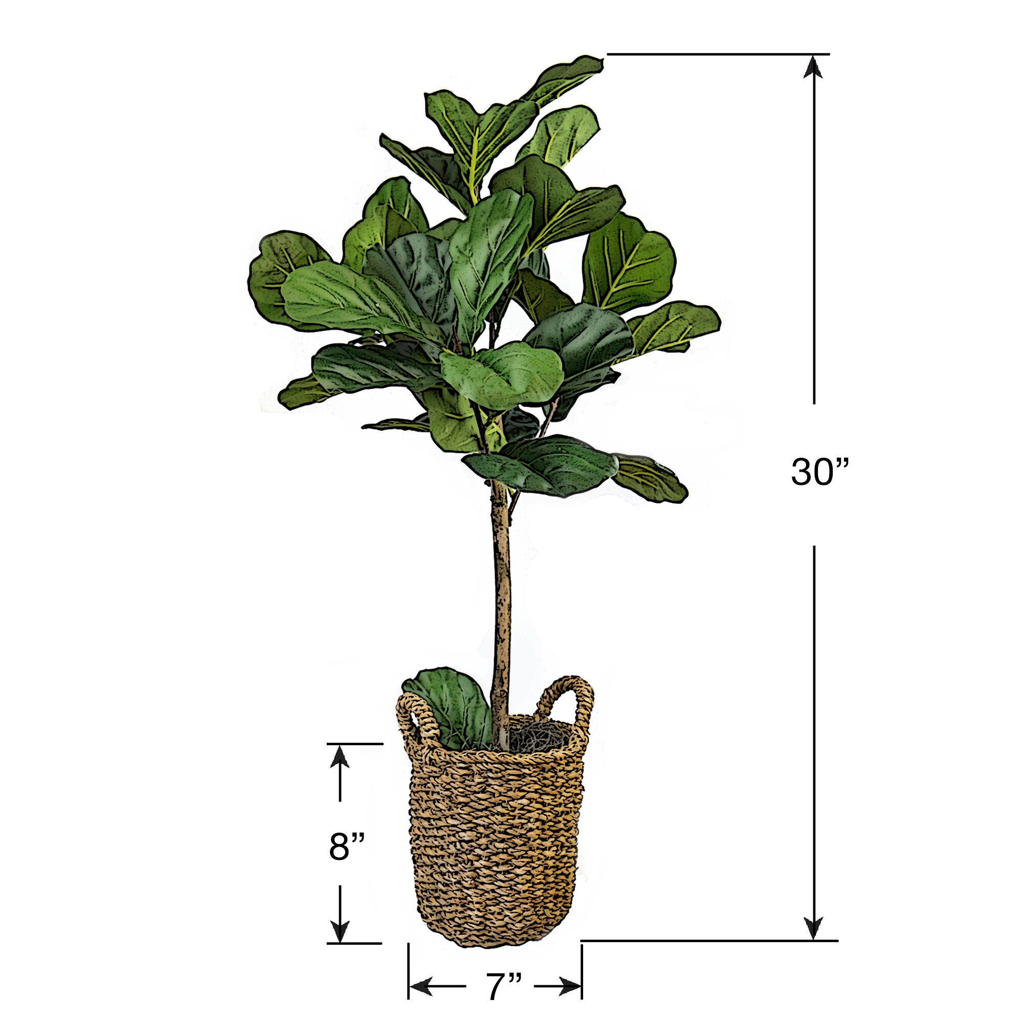 Fig in a Handle Basket, , large