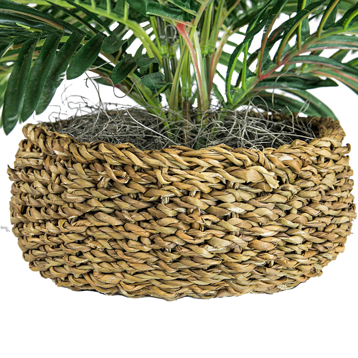 Palm in Low Basket Planter, , large