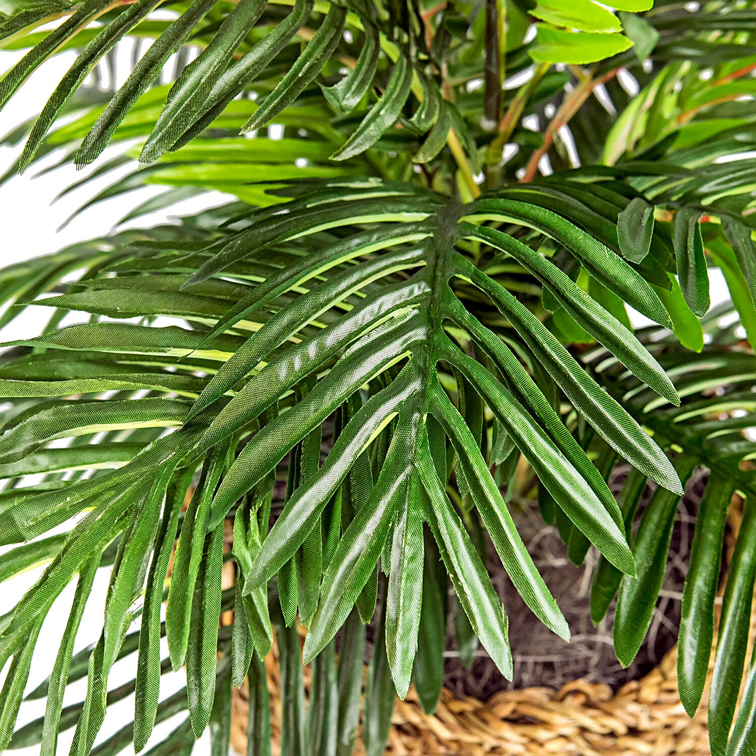 Palm in Low Basket Planter, , large