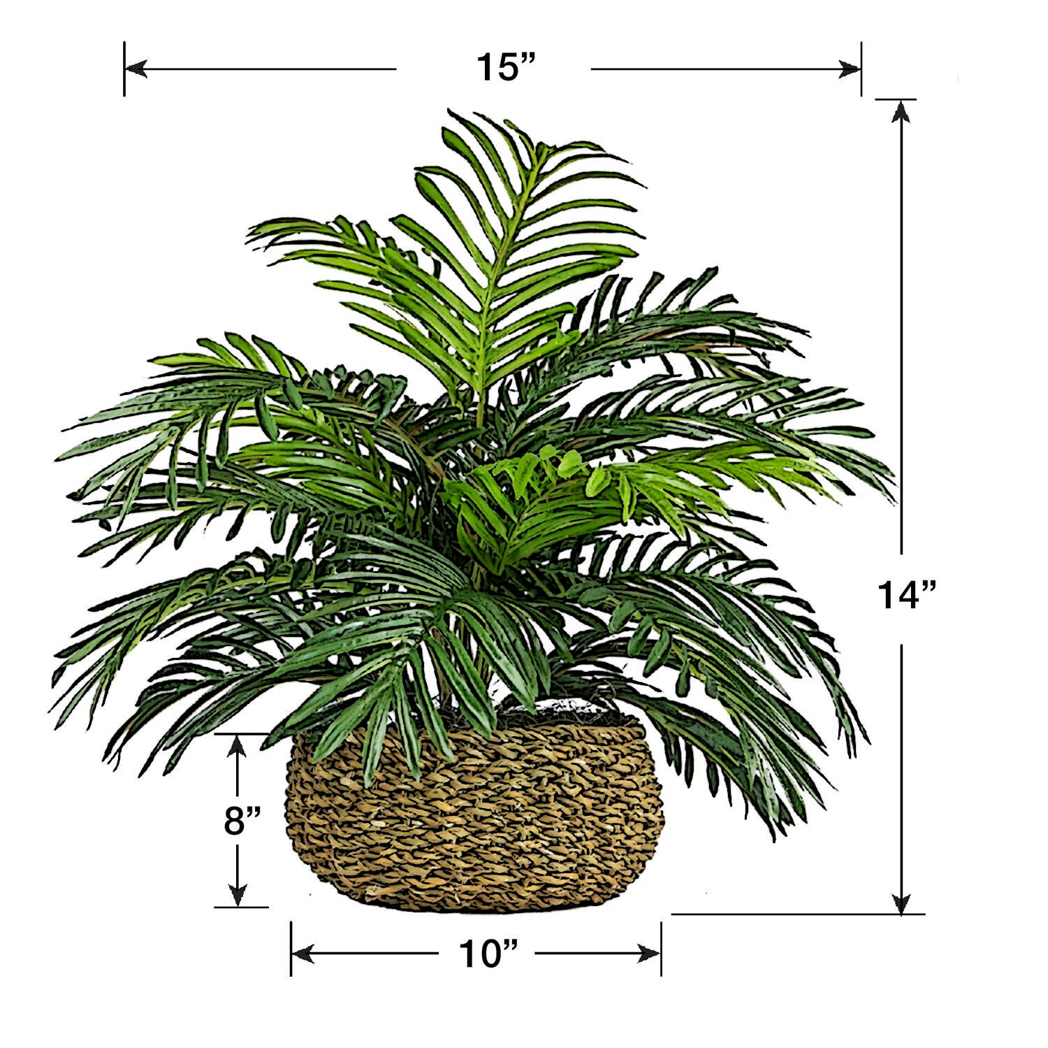 Palm in Low Basket Planter, , large