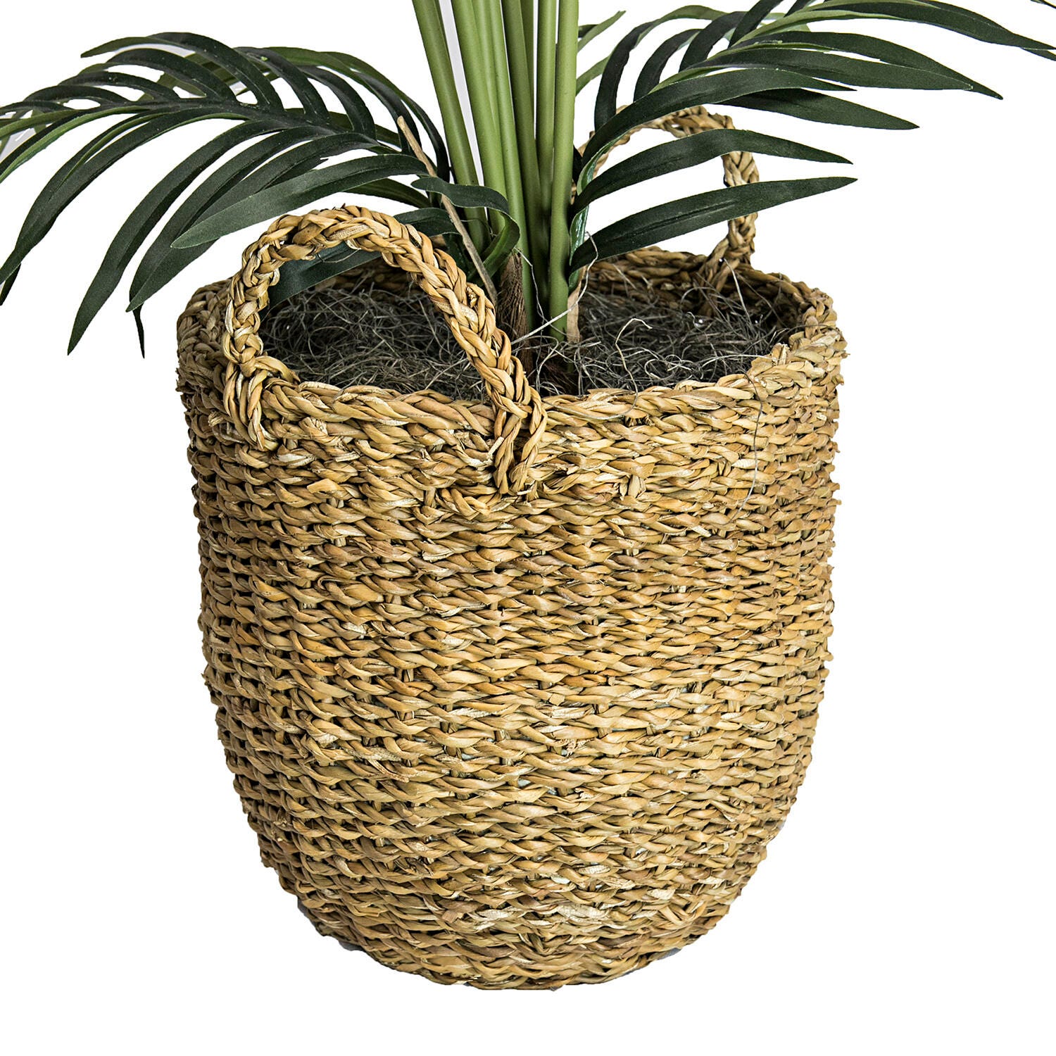 Areca Palm Tree in a Basket, , large