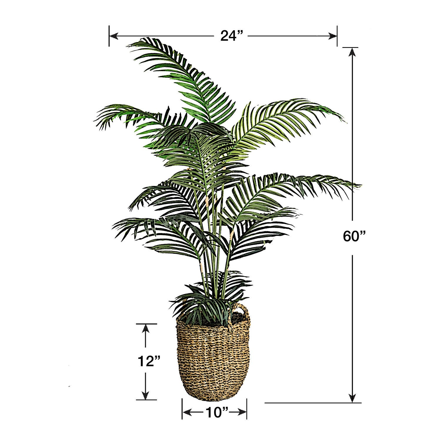 Areca Palm Tree in a Basket, , large