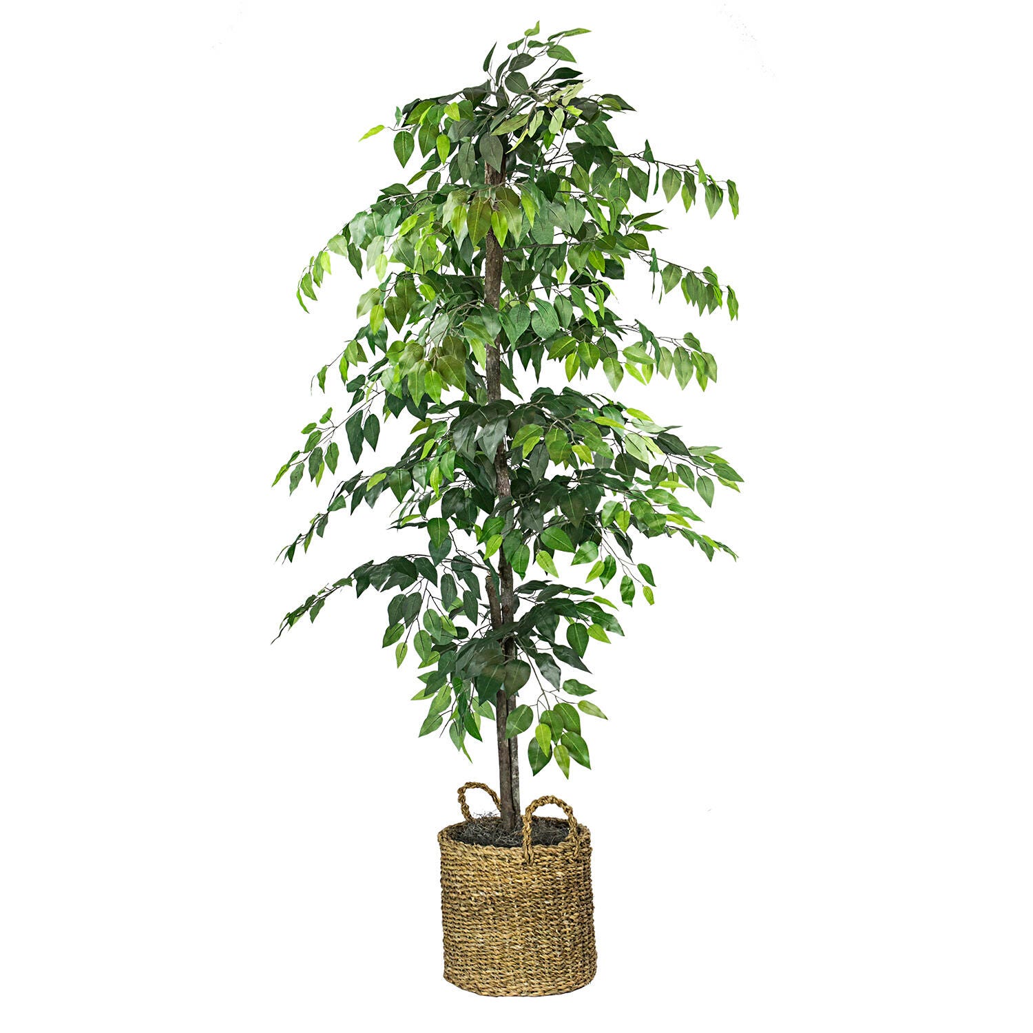 Ficus Tree in Basket, , large