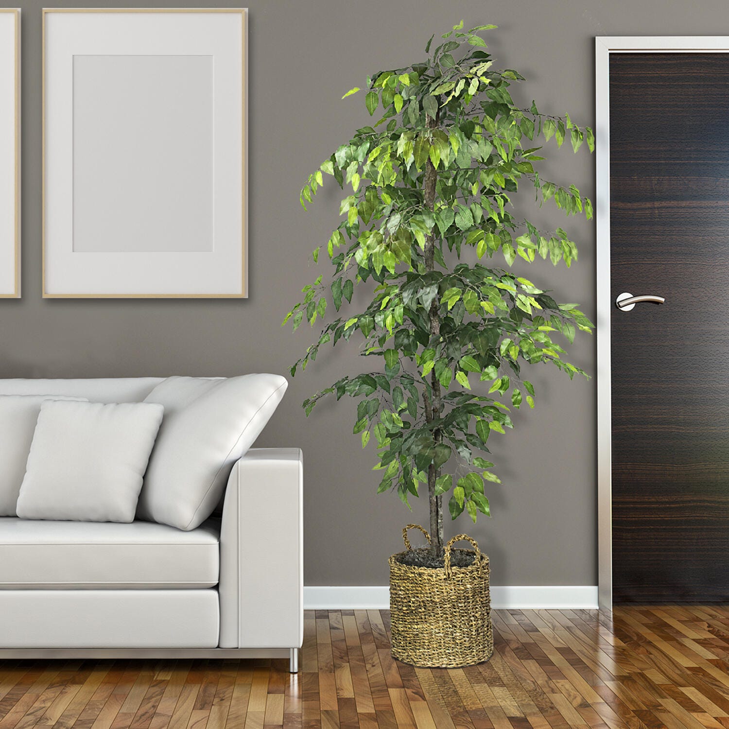 Ficus Tree in Basket, , large