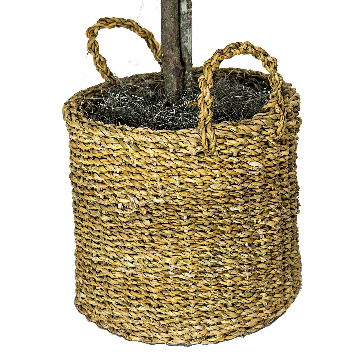 Ficus Tree in Basket, , large