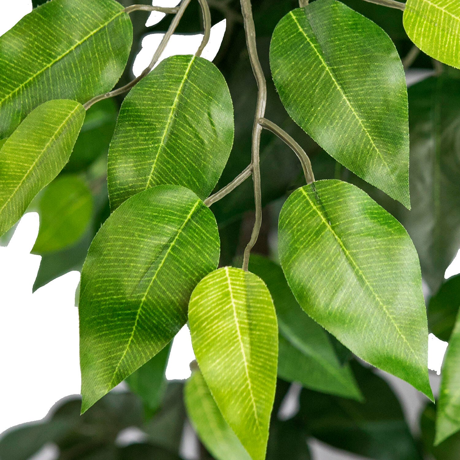 Ficus Tree in Basket, , large