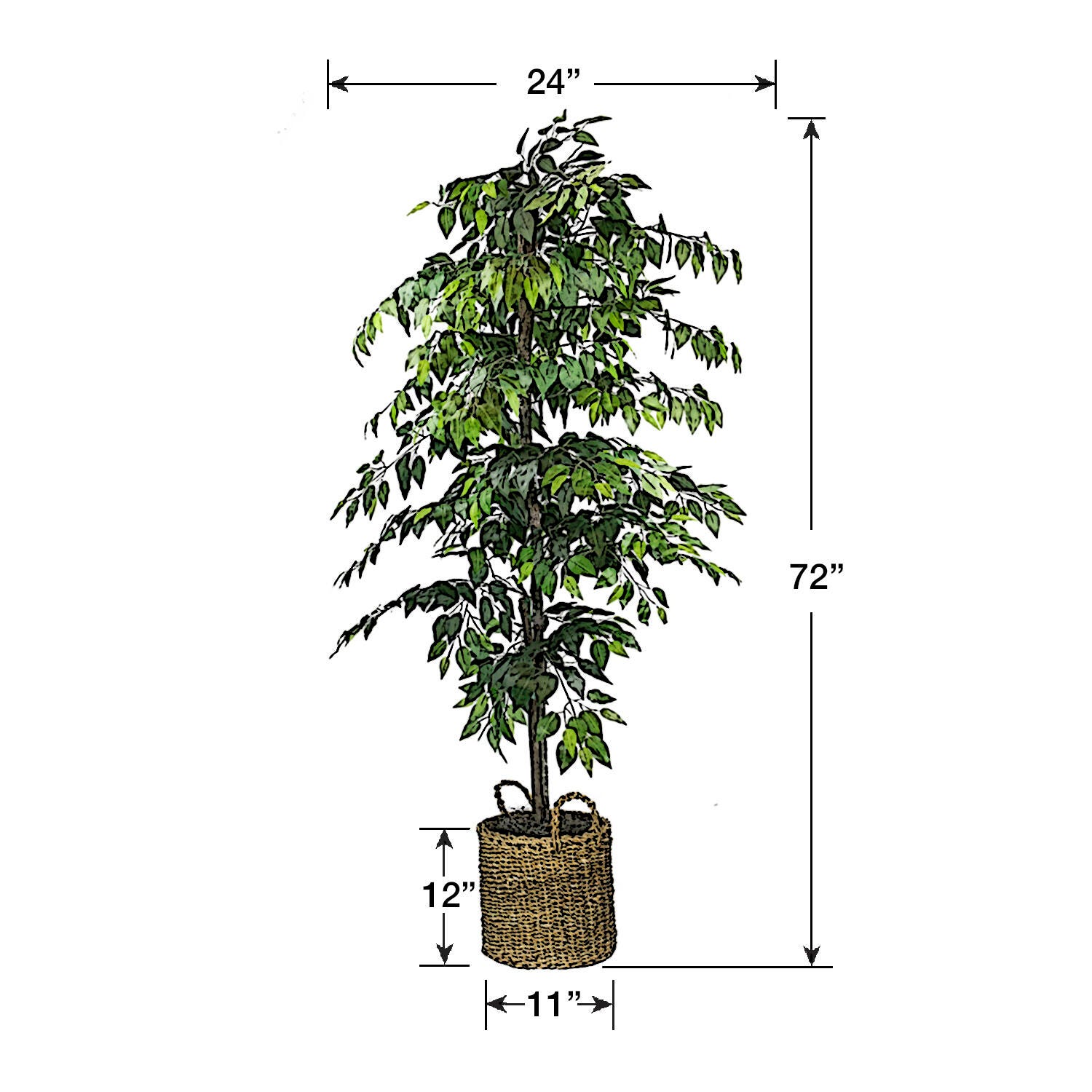 Ficus Tree in Basket, , large