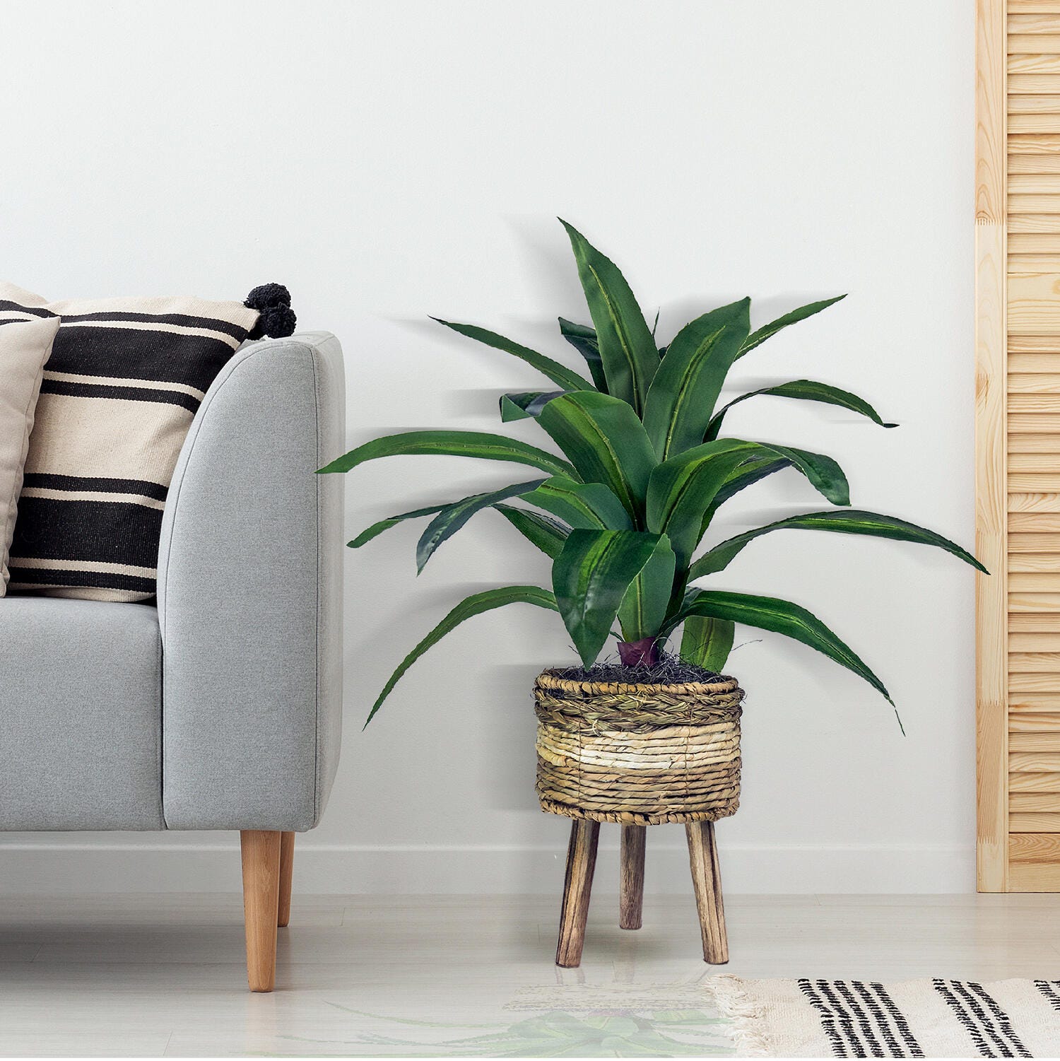 24-inch Dracaena Plant in Tri-Color Basket Stand, , rollover