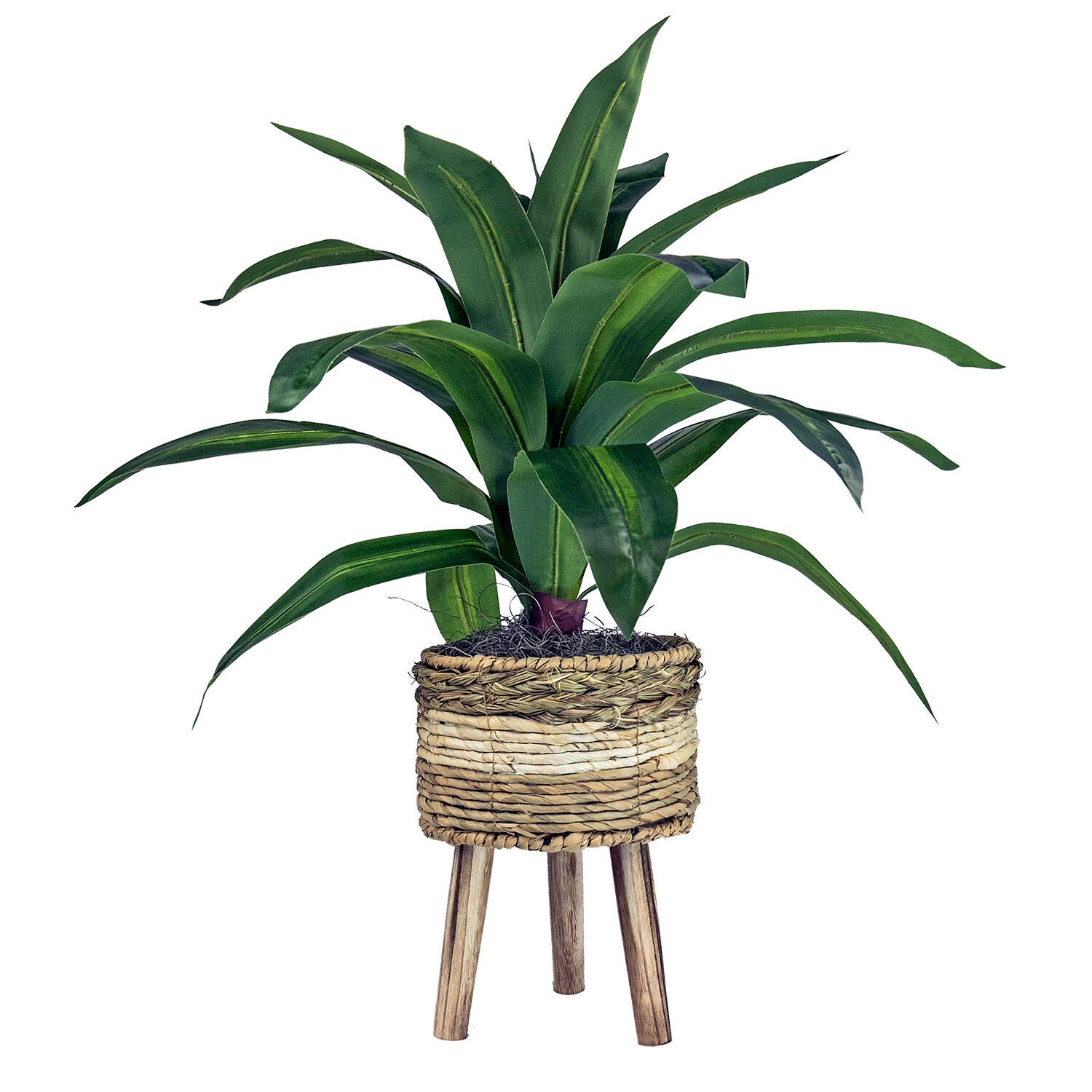 24-inch Dracaena Plant in Tri-Color Basket Stand, , large