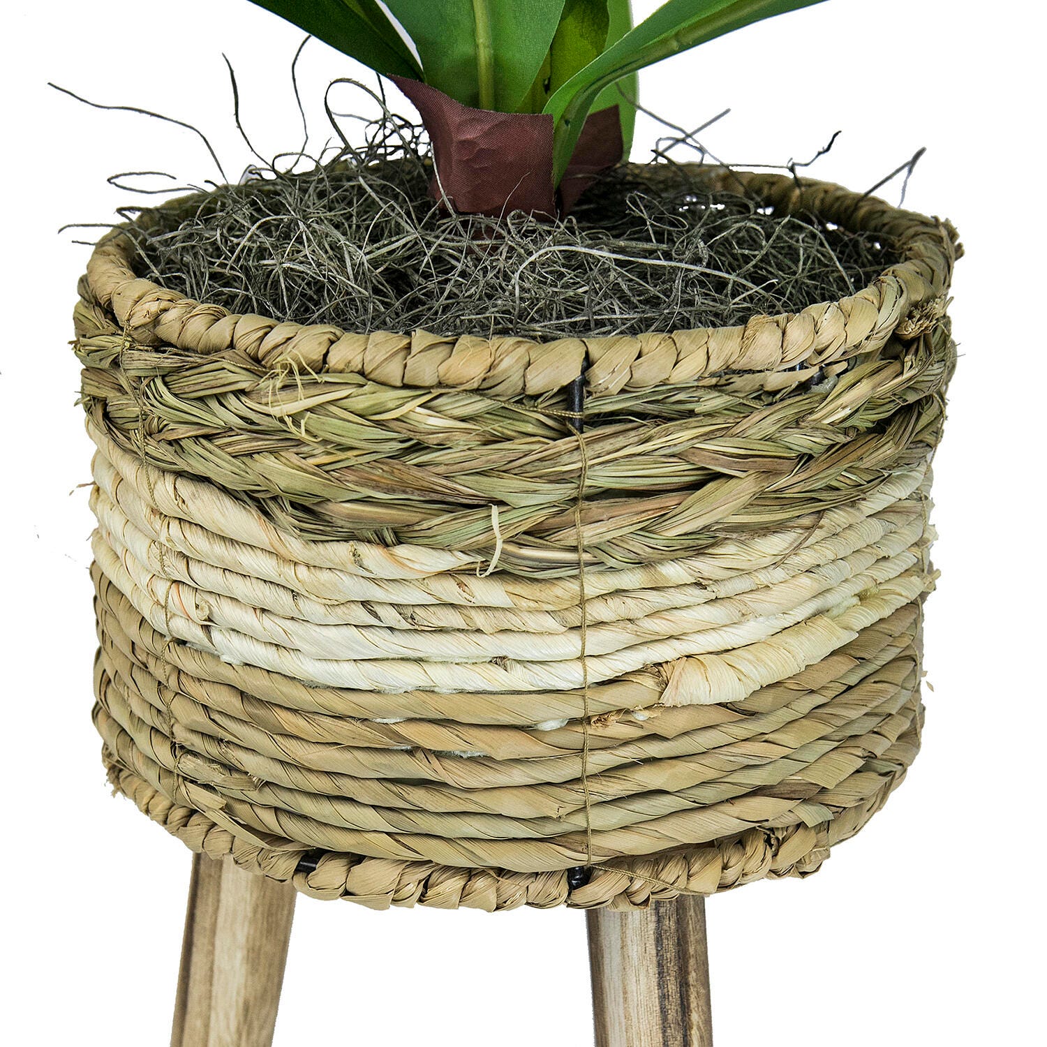 24-inch Dracaena Plant in Tri-Color Basket Stand, , large