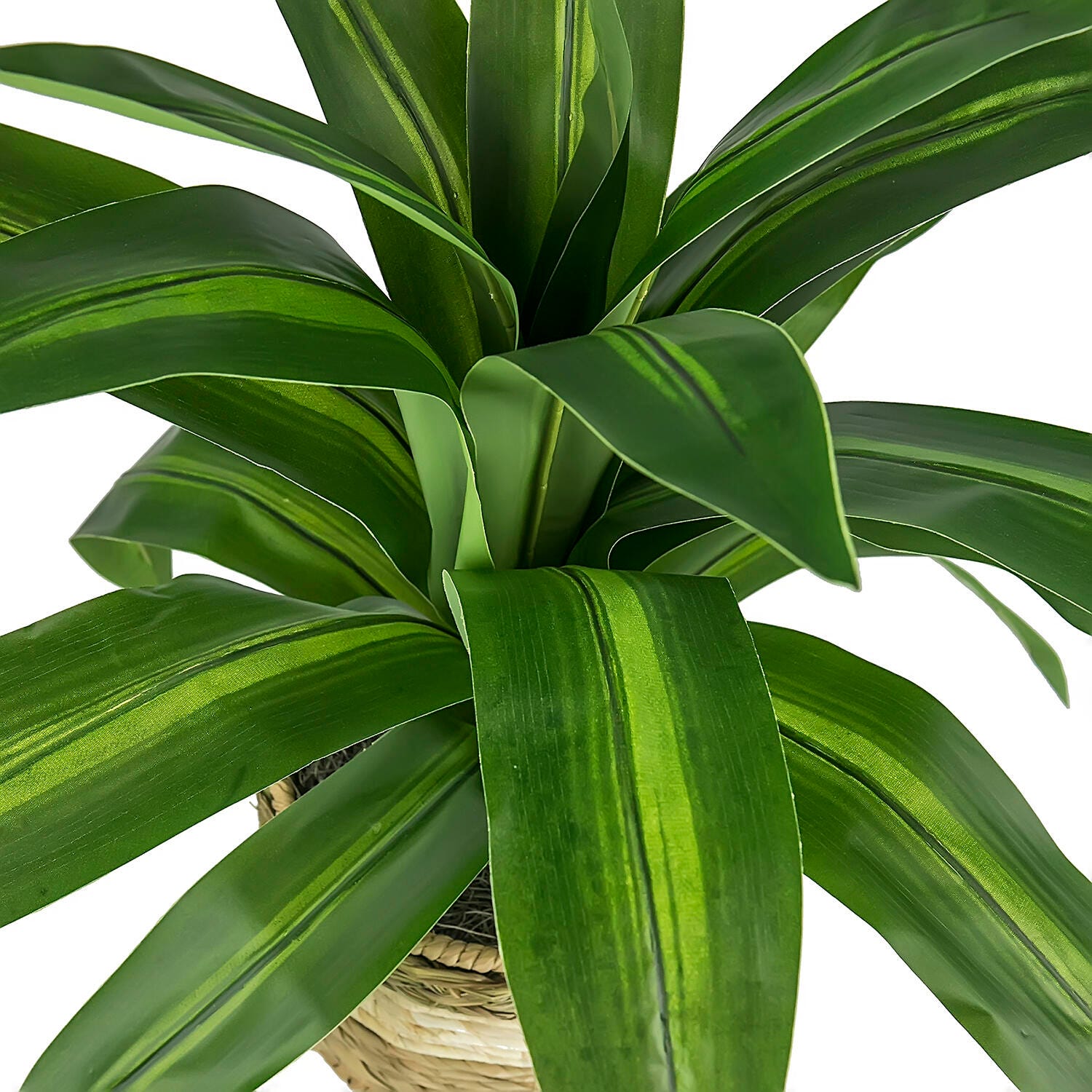 24-inch Dracaena Plant in Tri-Color Basket Stand, , large