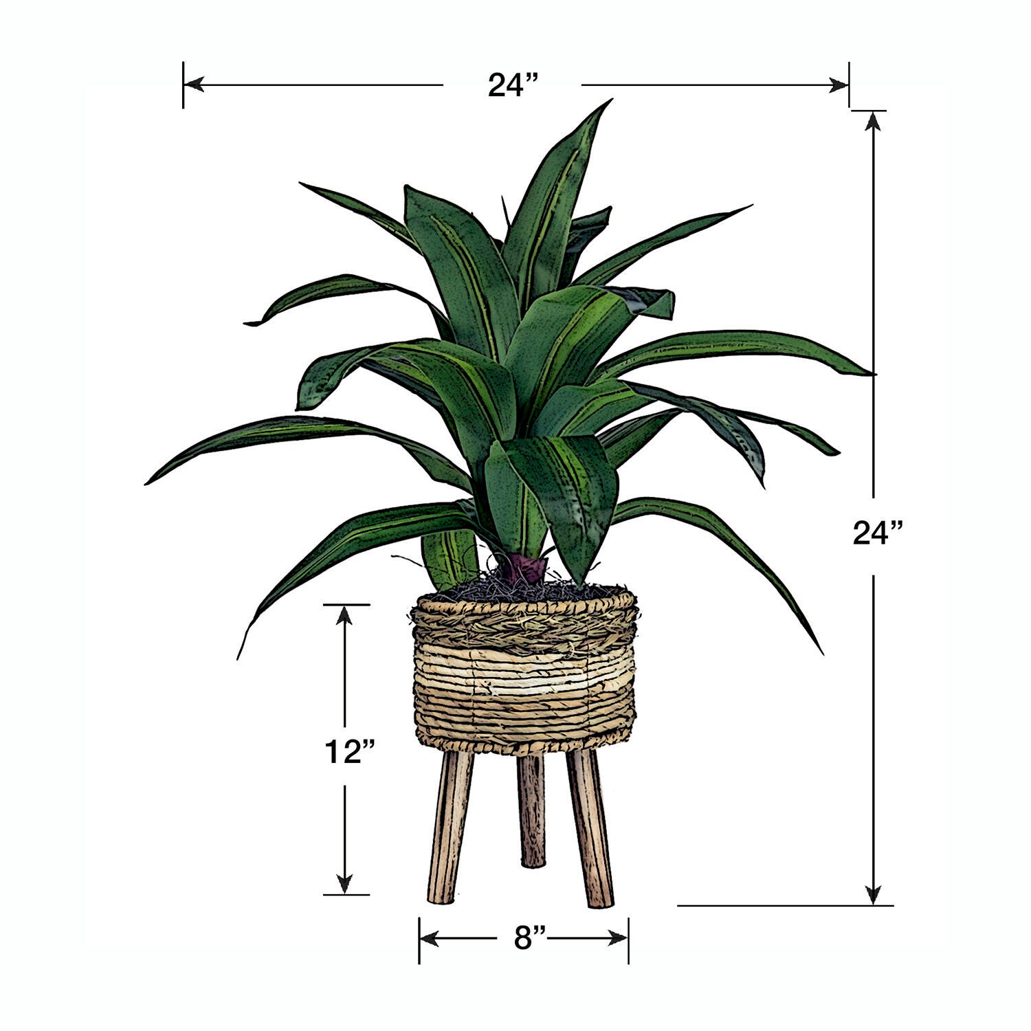 24-inch Dracaena Plant in Tri-Color Basket Stand, , large