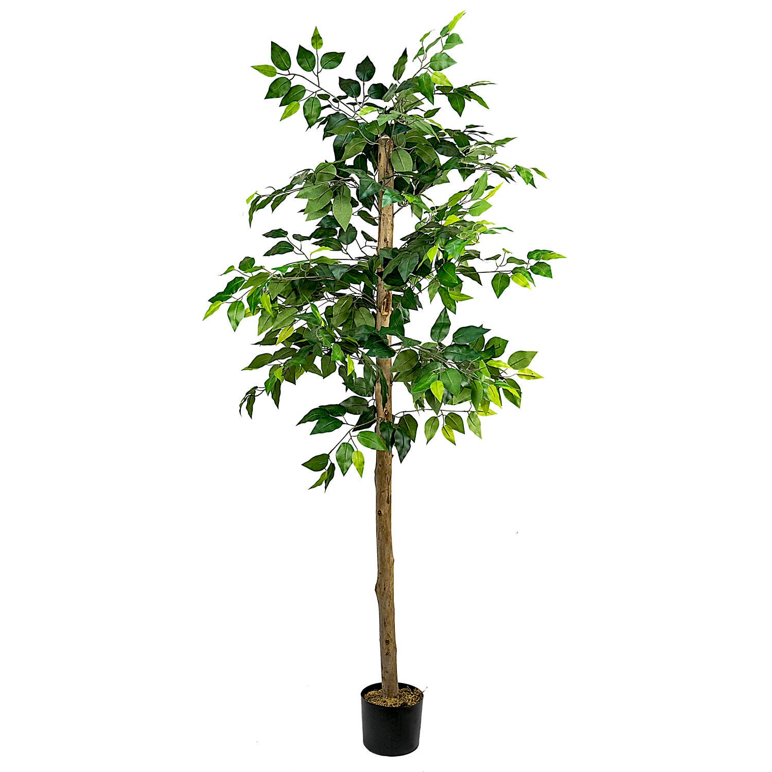 Ficus Tree in Pot, , large
