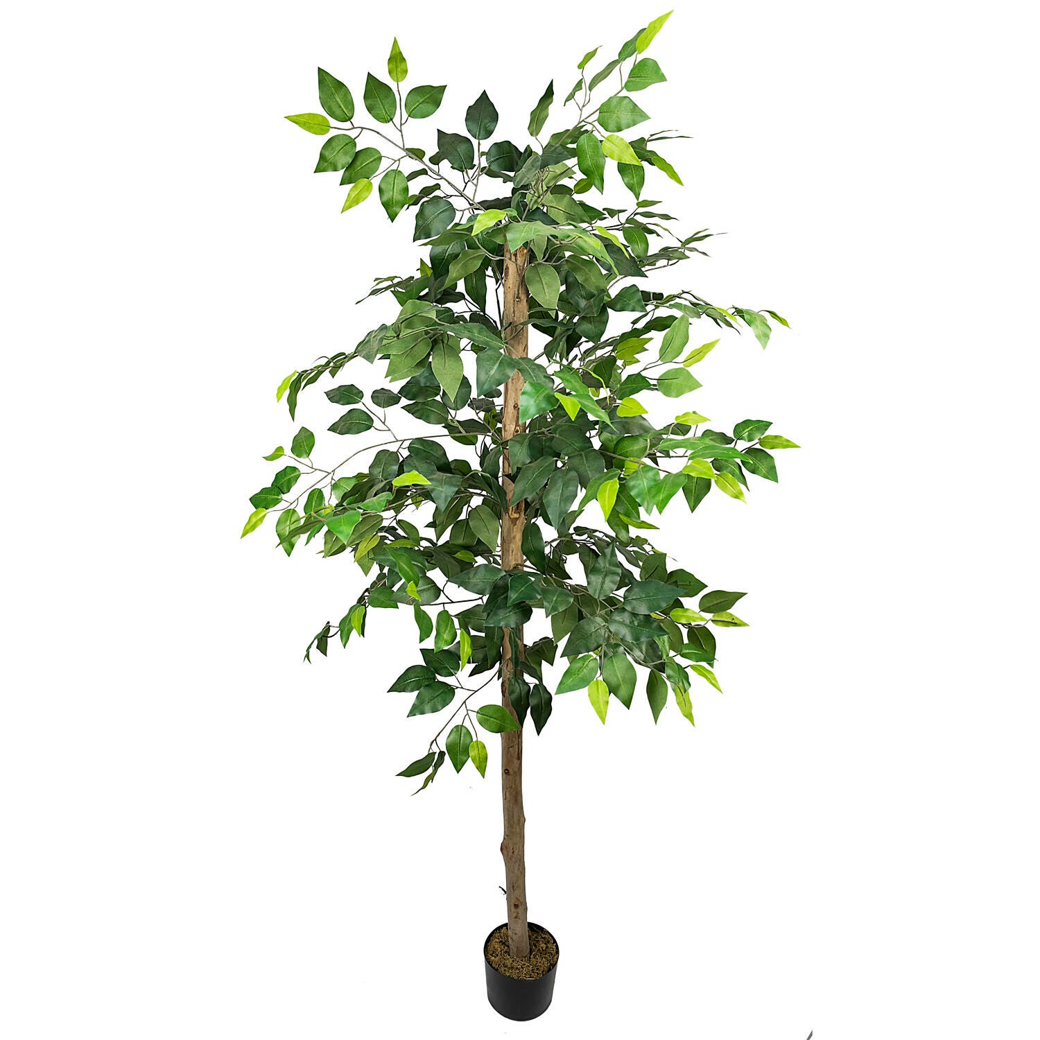 Ficus Tree in Pot, , large