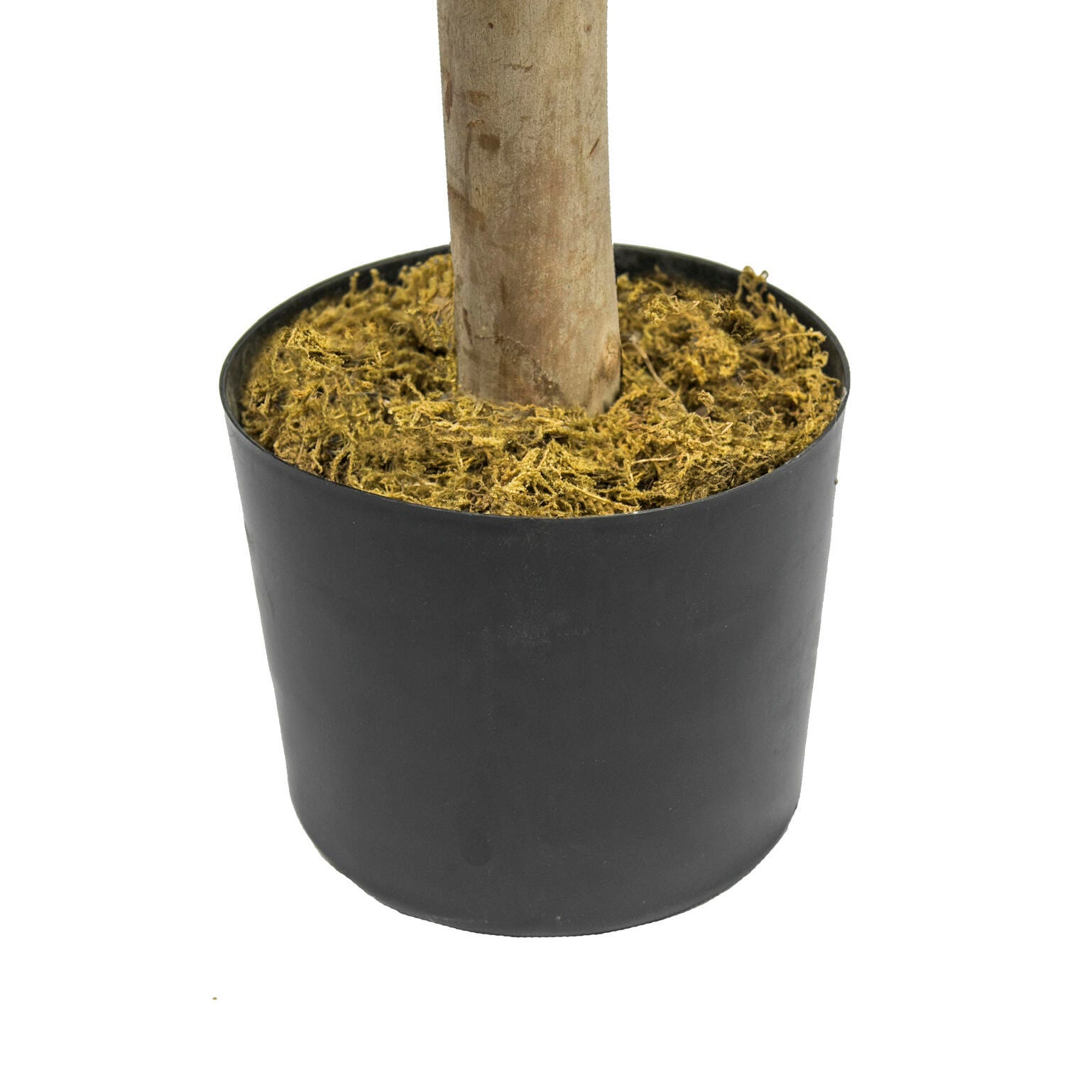 Ficus Tree in Pot, , large