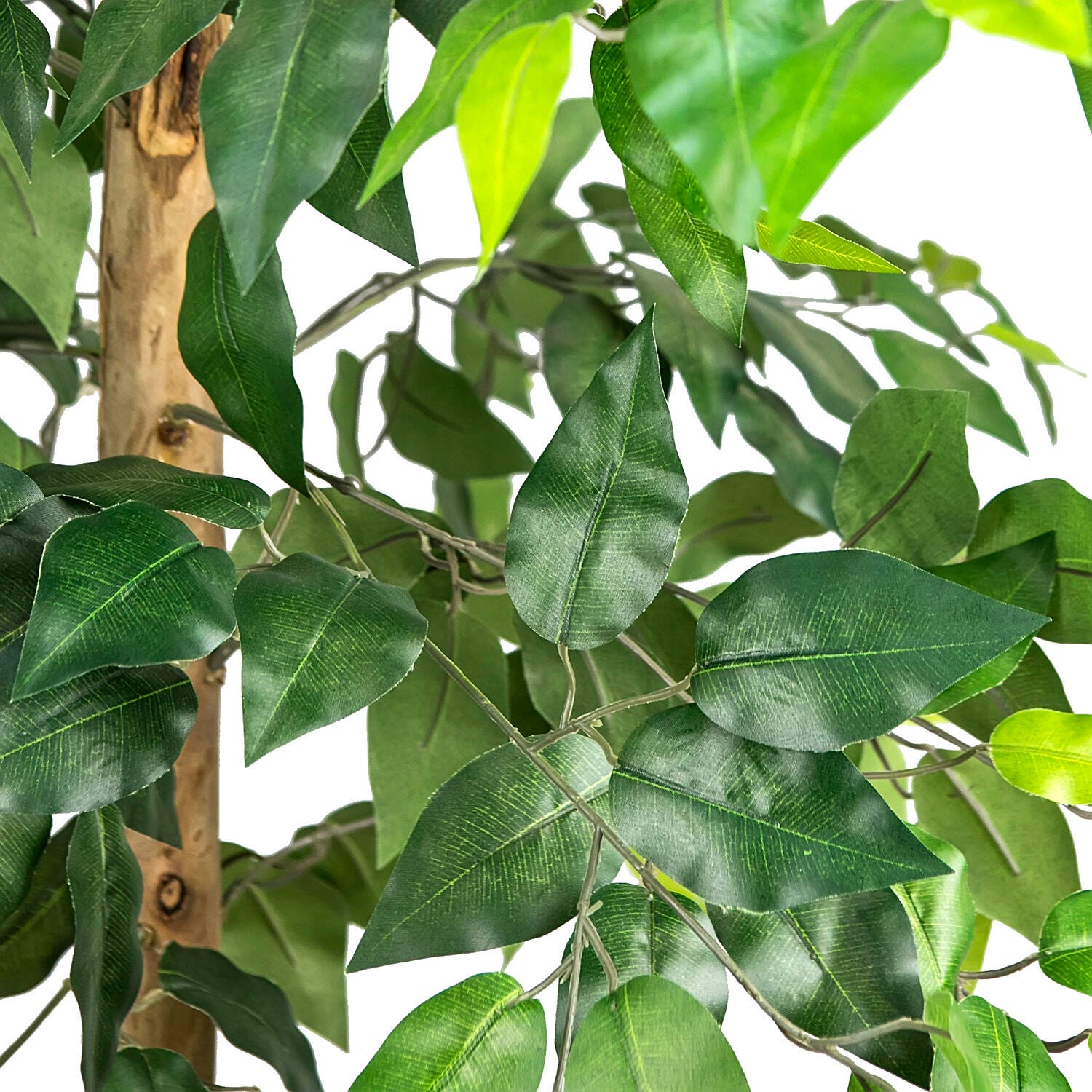 Ficus Tree in Pot, , large