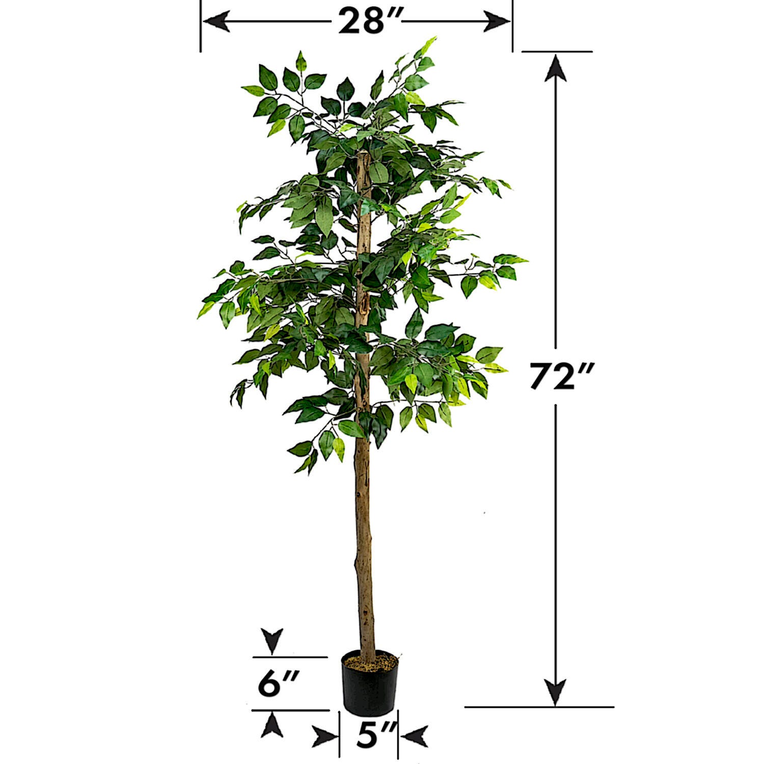 Ficus Tree in Pot, , large