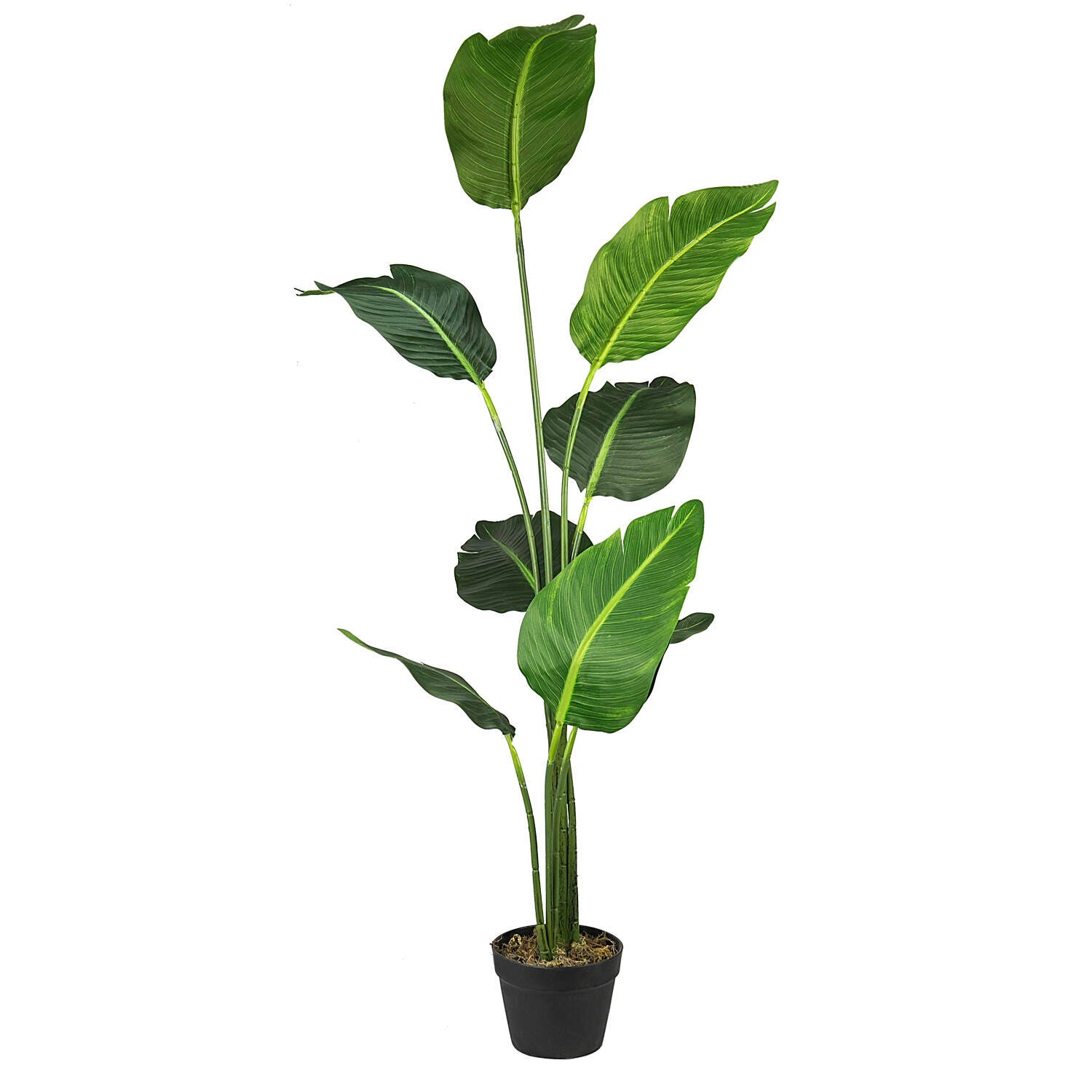 anthony plant Salvia Anthony Parker