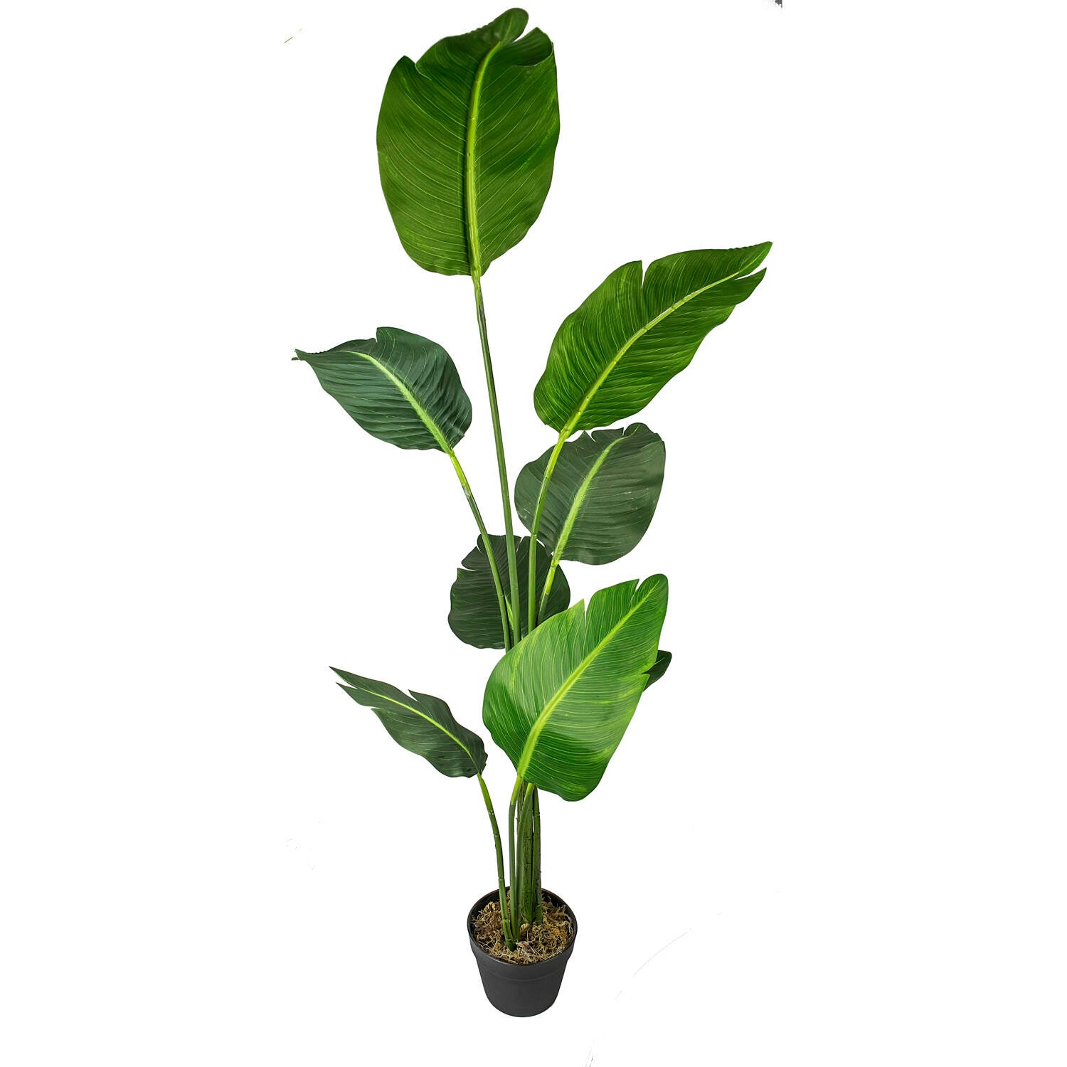 Bird of Paradise in Pot, , large