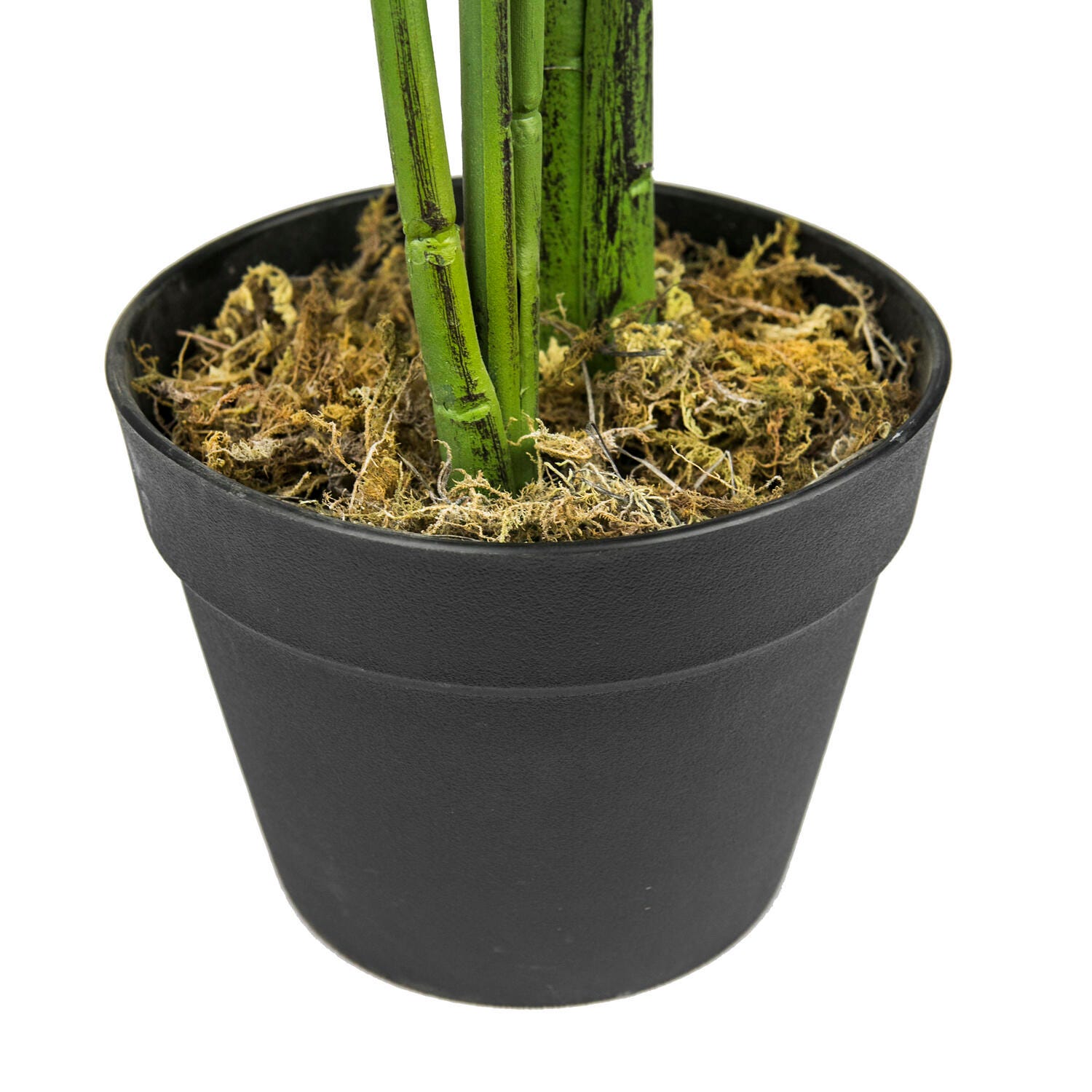 Bird of Paradise in Pot, , large