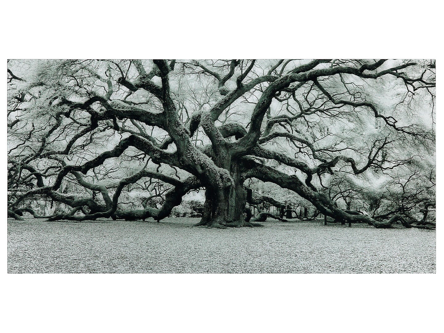 Empire Art Direct Wall Art 36" x 72", , large