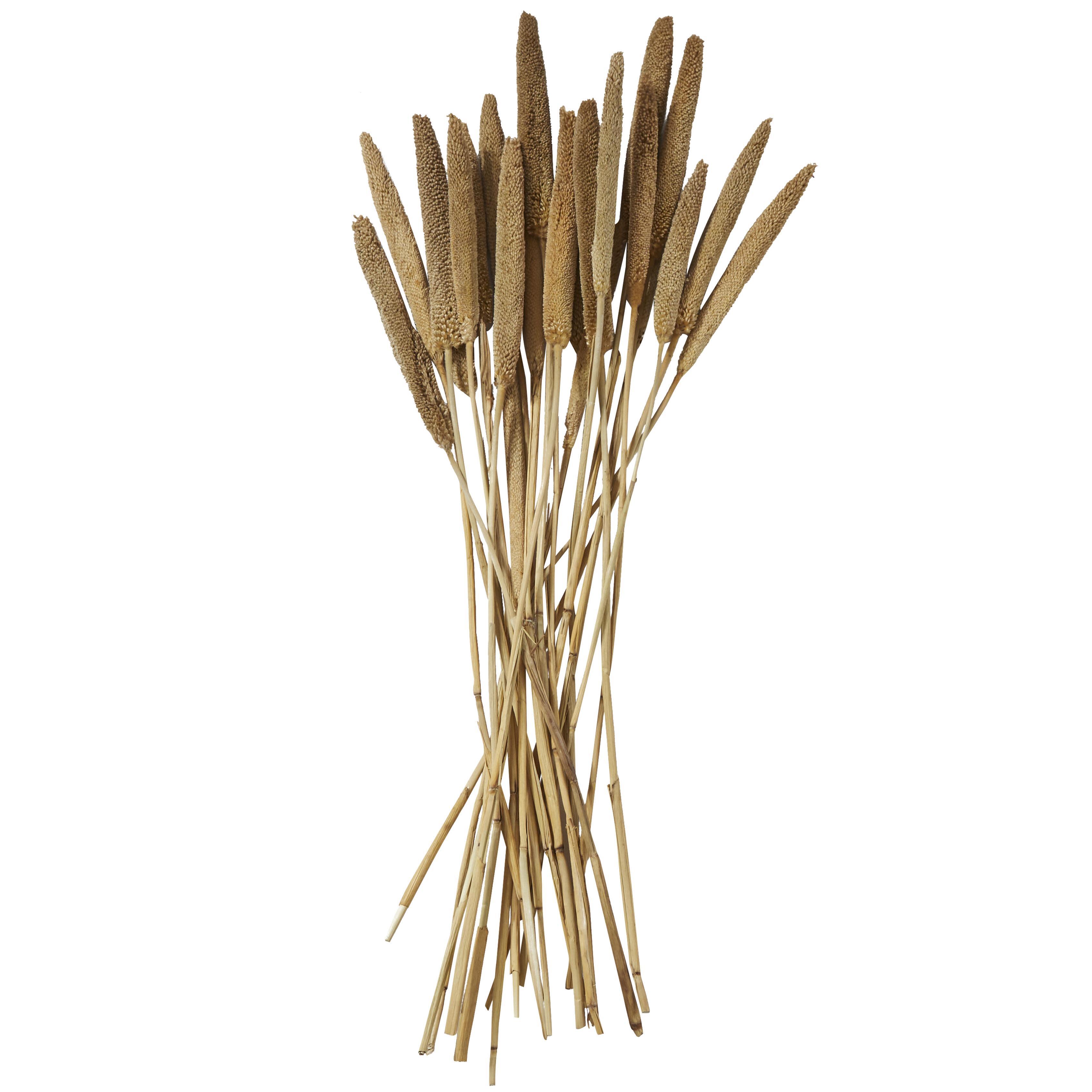 Bayberry Lane Dried Plant Bunny Tail, Brown, large