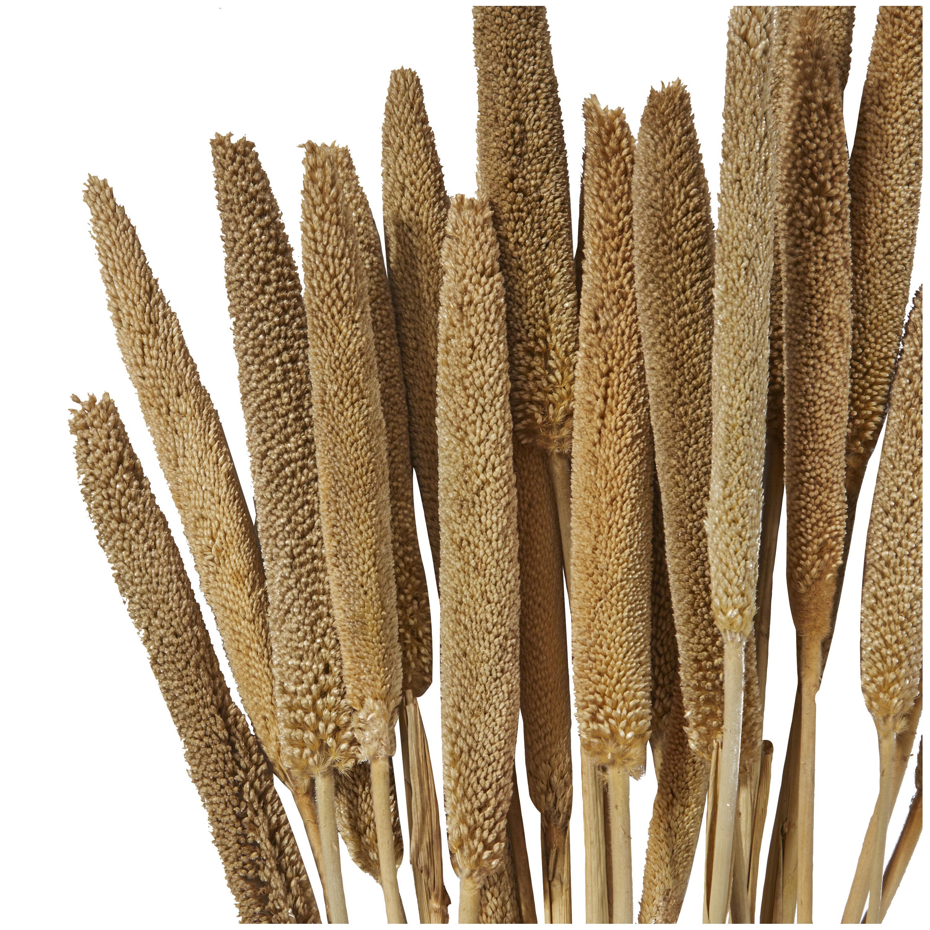 Bayberry Lane Dried Plant Bunny Tail, Brown, large