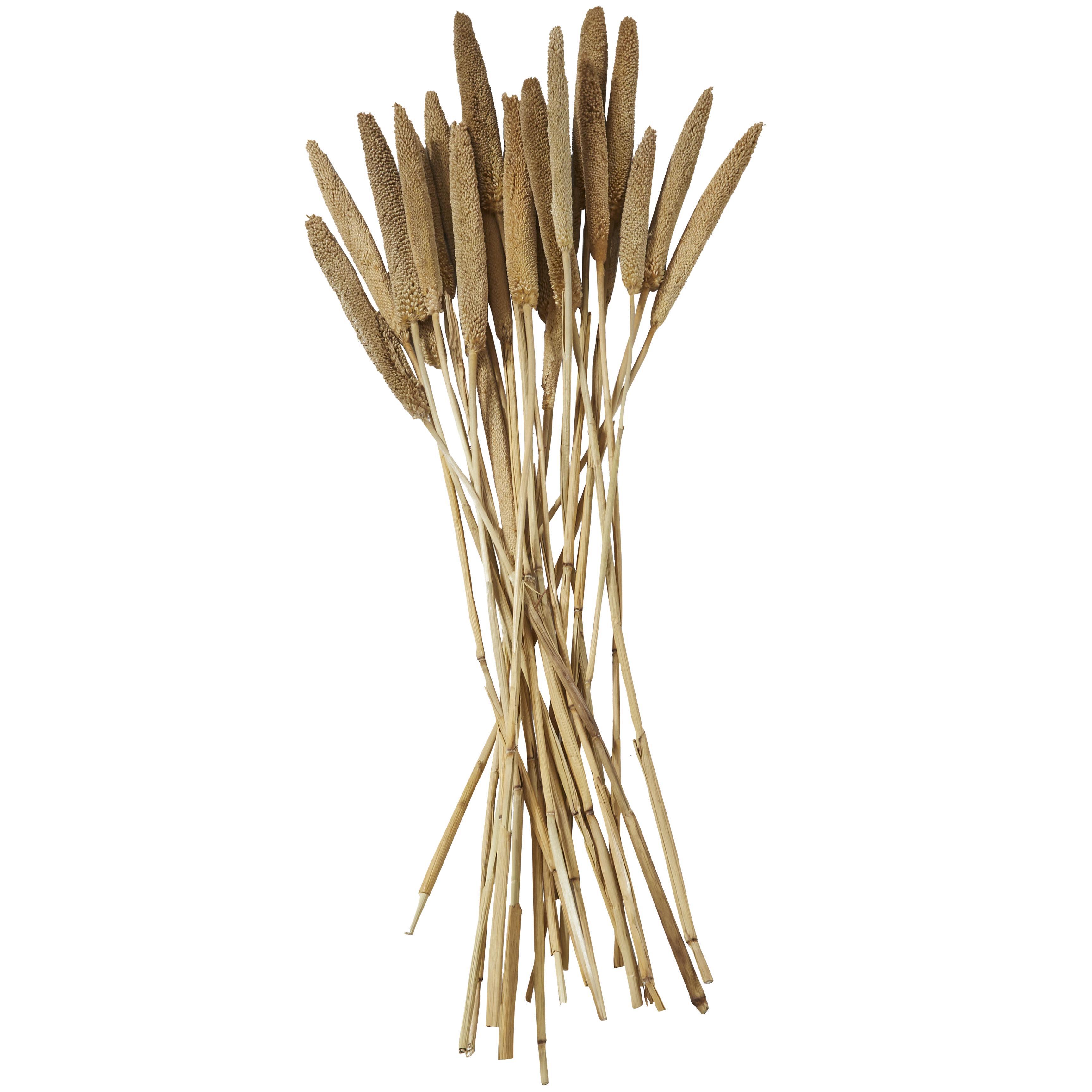 Bayberry Lane Dried Plant Bunny Tail, Brown, large
