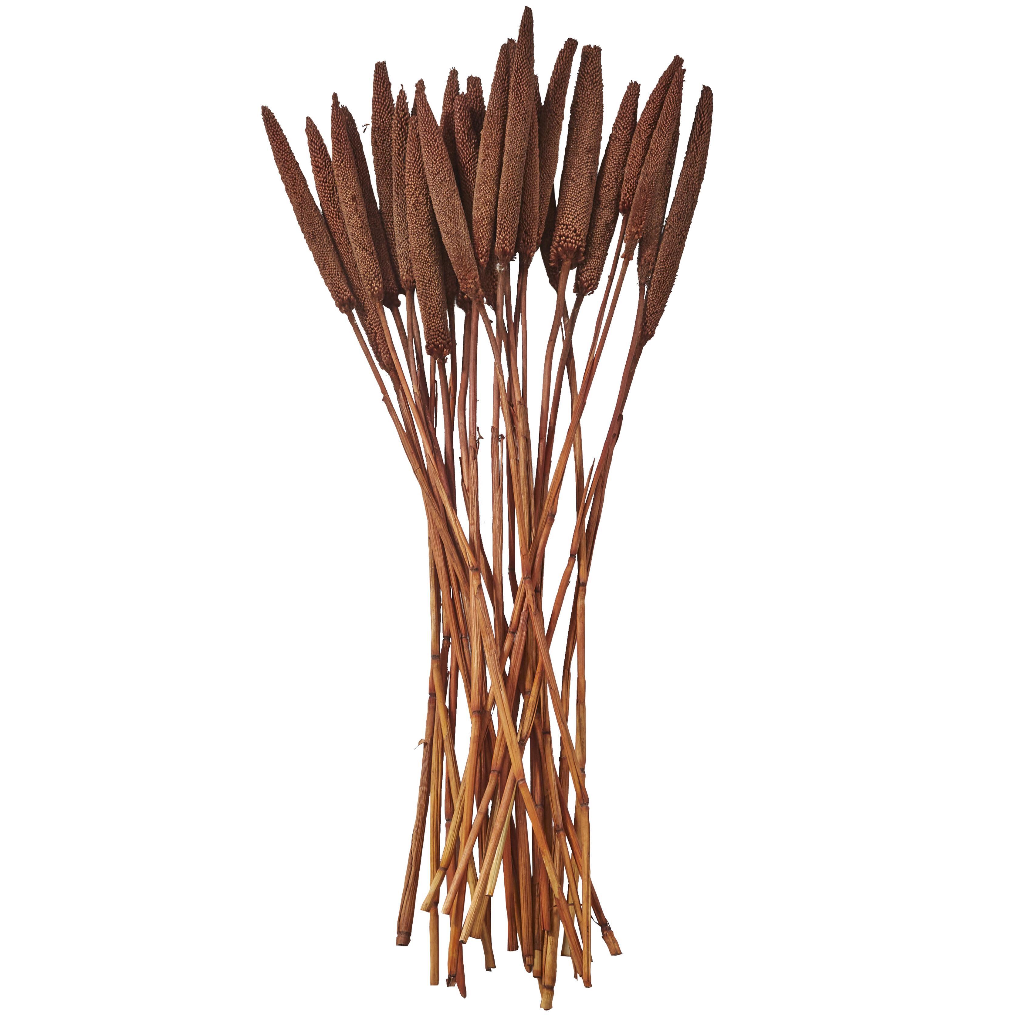 Bayberry Lane Dried Plant Bunny Tail, Dark Brown, large
