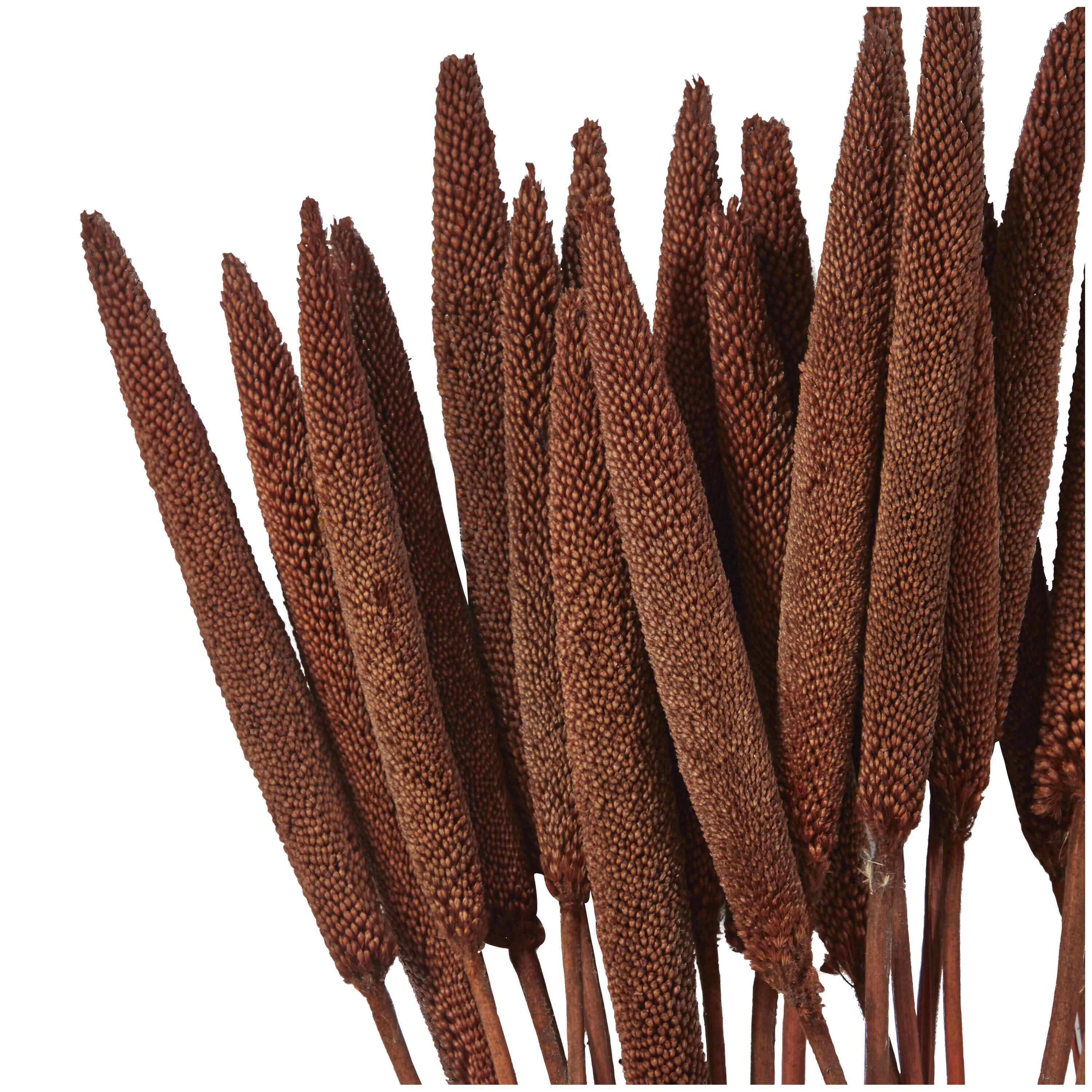 Bayberry Lane Dried Plant Bunny Tail, Dark Brown, large