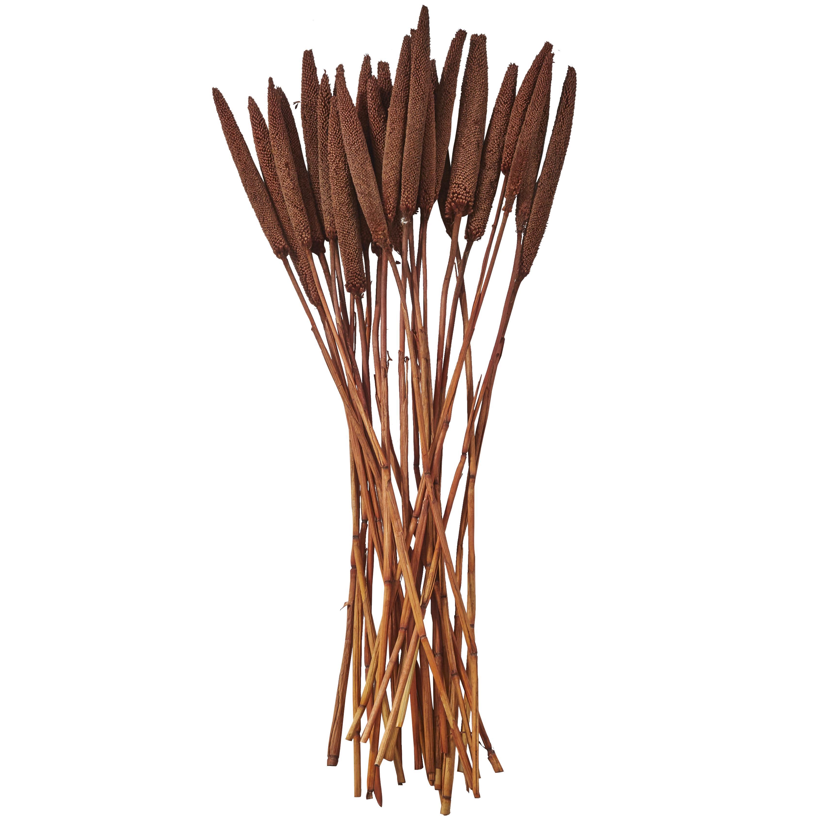 Bayberry Lane Dried Plant Bunny Tail, Dark Brown, large