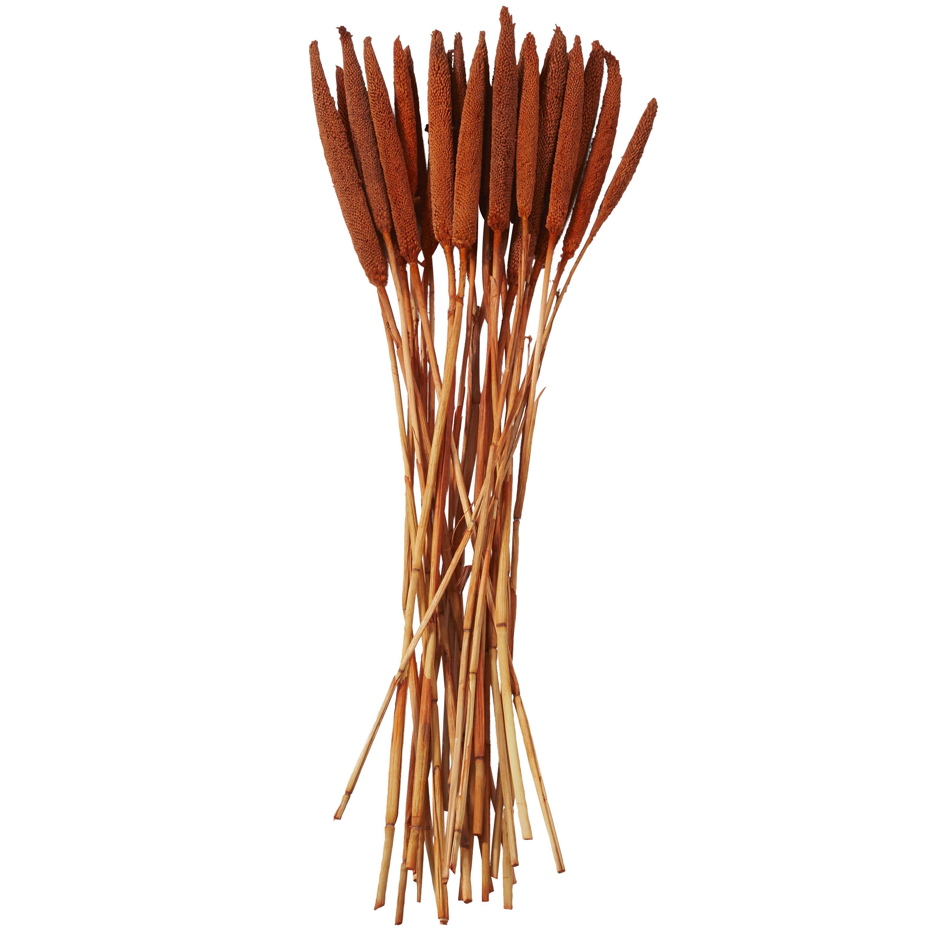 Bayberry Lane Dried Plant Bunny Tail, Orange, large