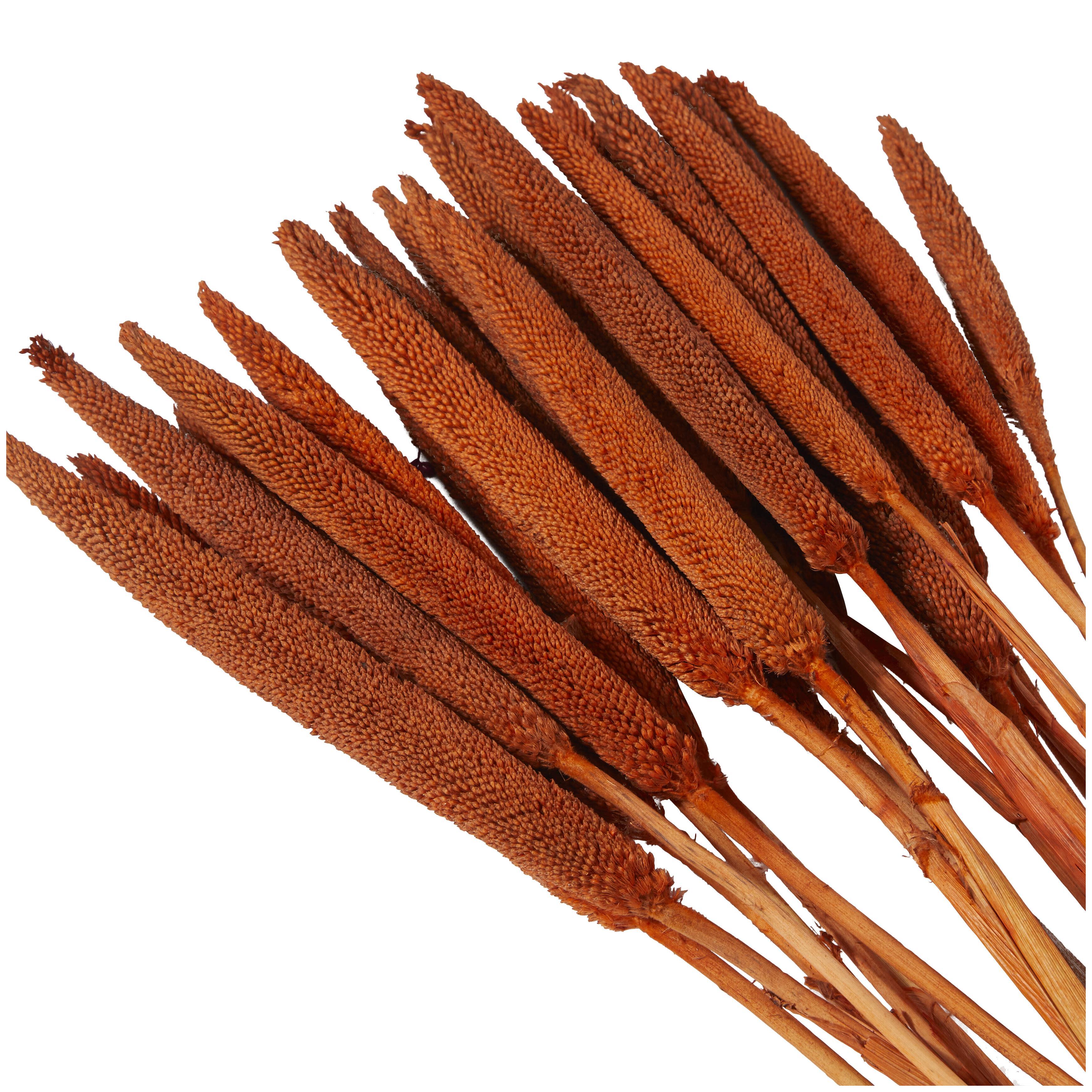 Bayberry Lane Dried Plant Bunny Tail, Orange, large