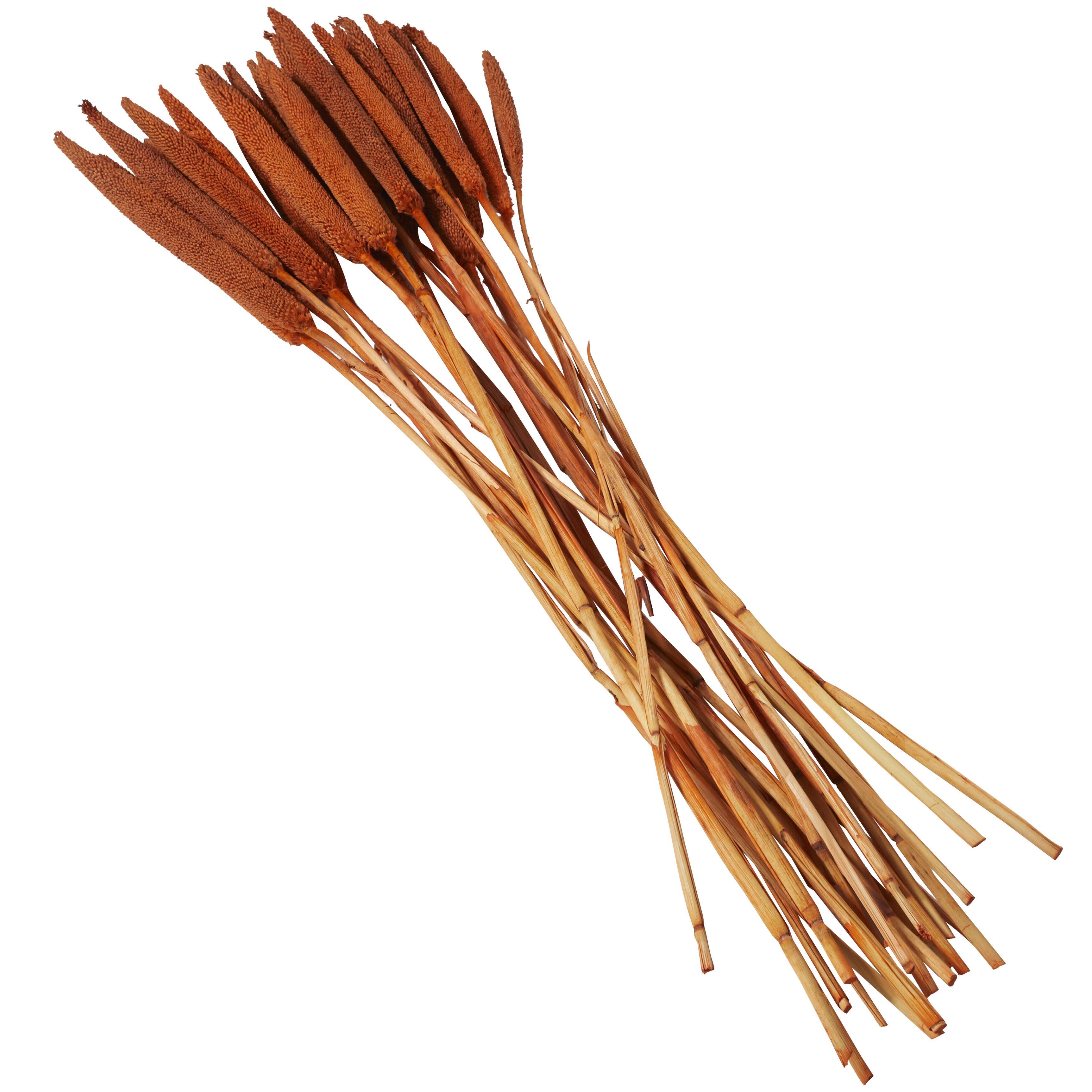 Bayberry Lane Dried Plant Bunny Tail, Orange, large