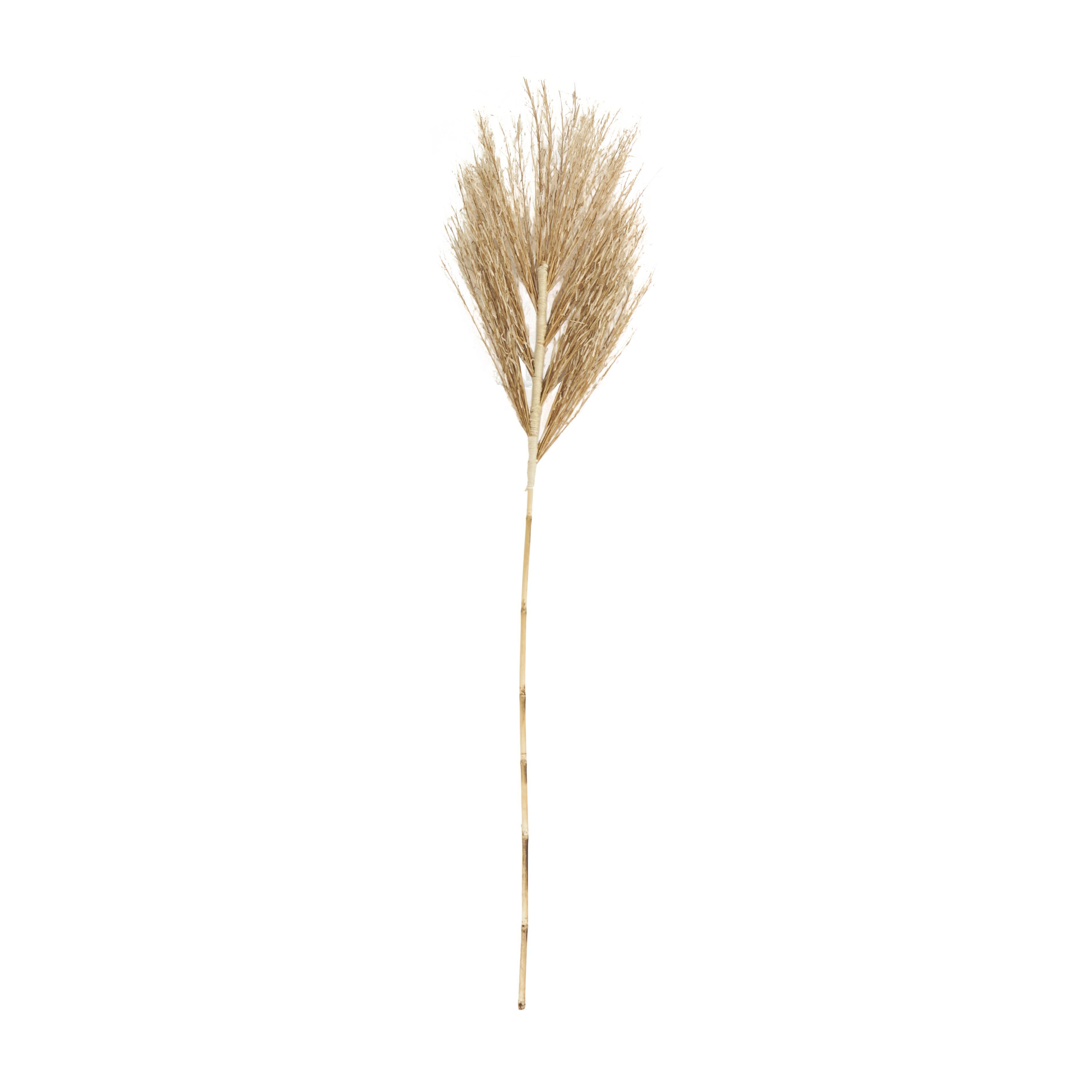 Bayberry Lane Dried Plant Palm Leaf Tall Natural Foliage, , large