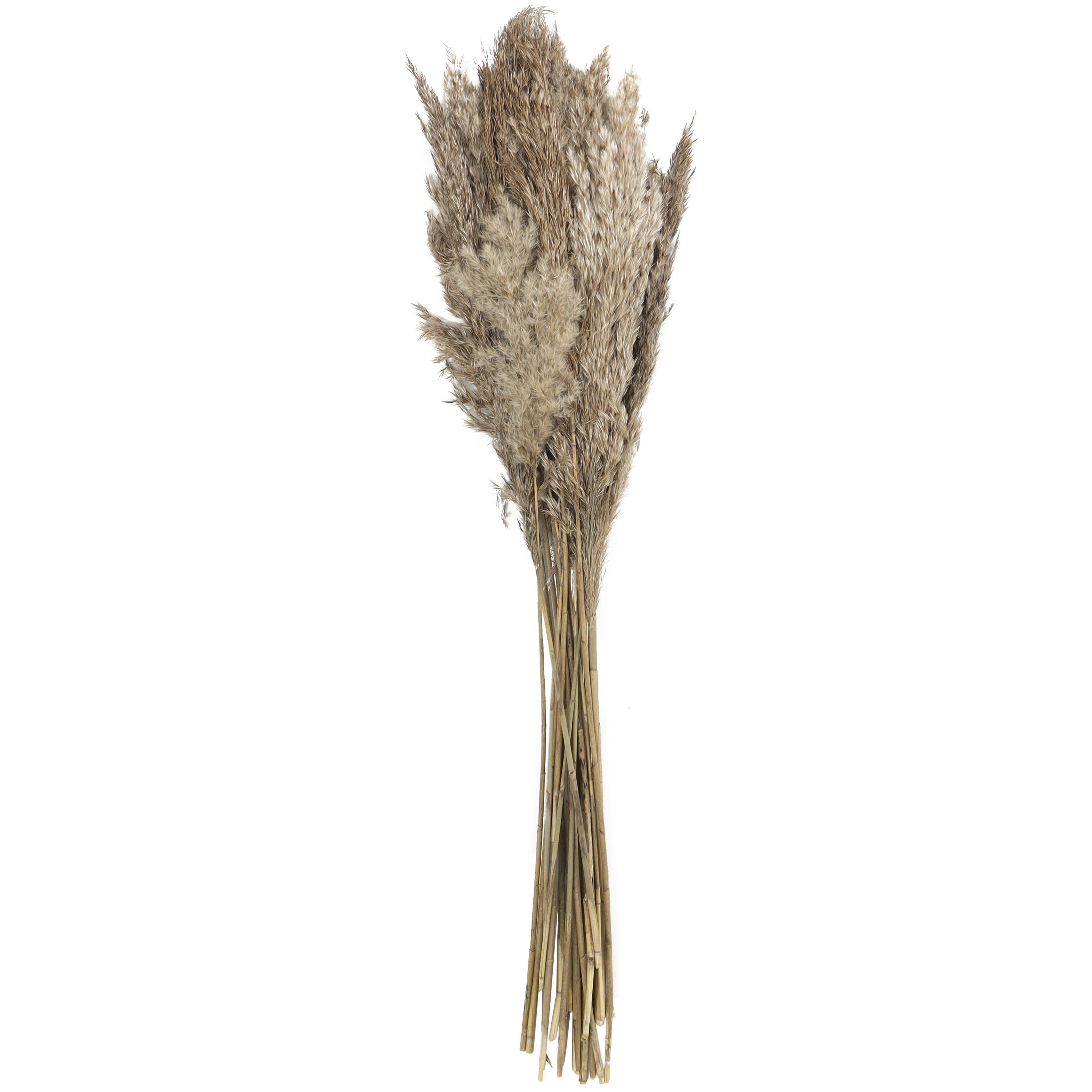 Bayberry Lane Dried Plant Pampas Natural Foliage with Long Stems, Brown, large