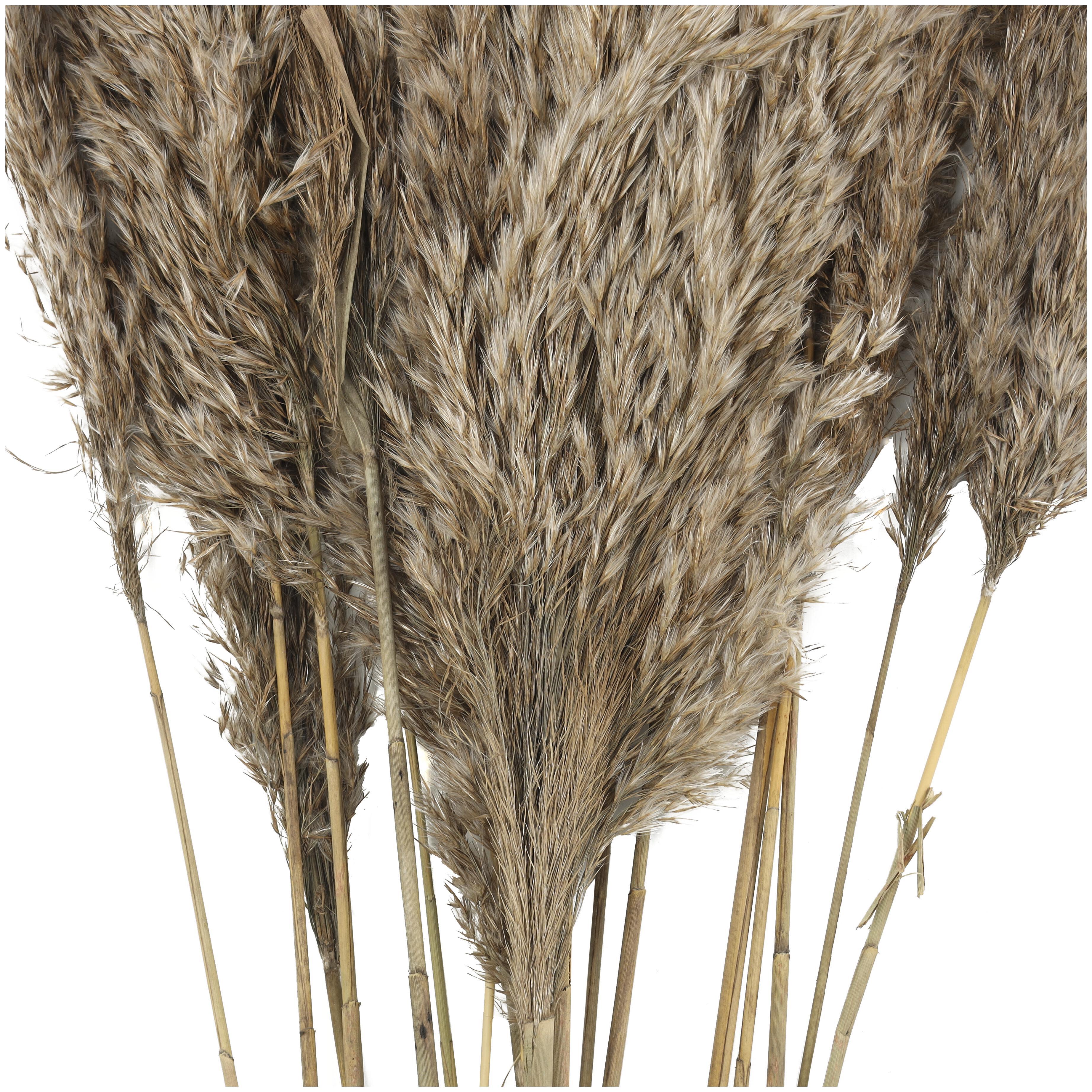 Bayberry Lane Dried Plant Pampas Natural Foliage with Long Stems, Brown, large