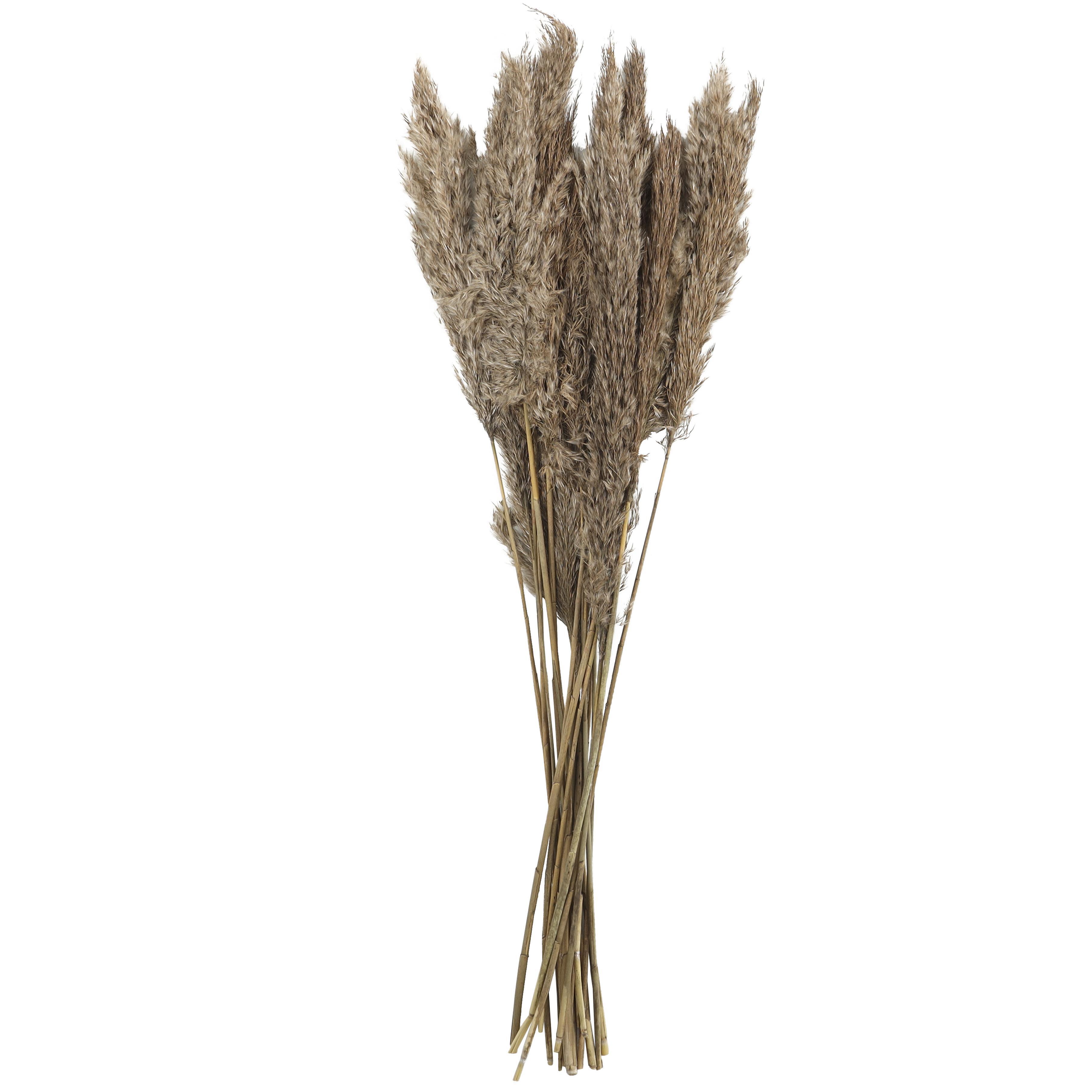 Bayberry Lane Dried Plant Pampas Natural Foliage with Long Stems, Brown, large