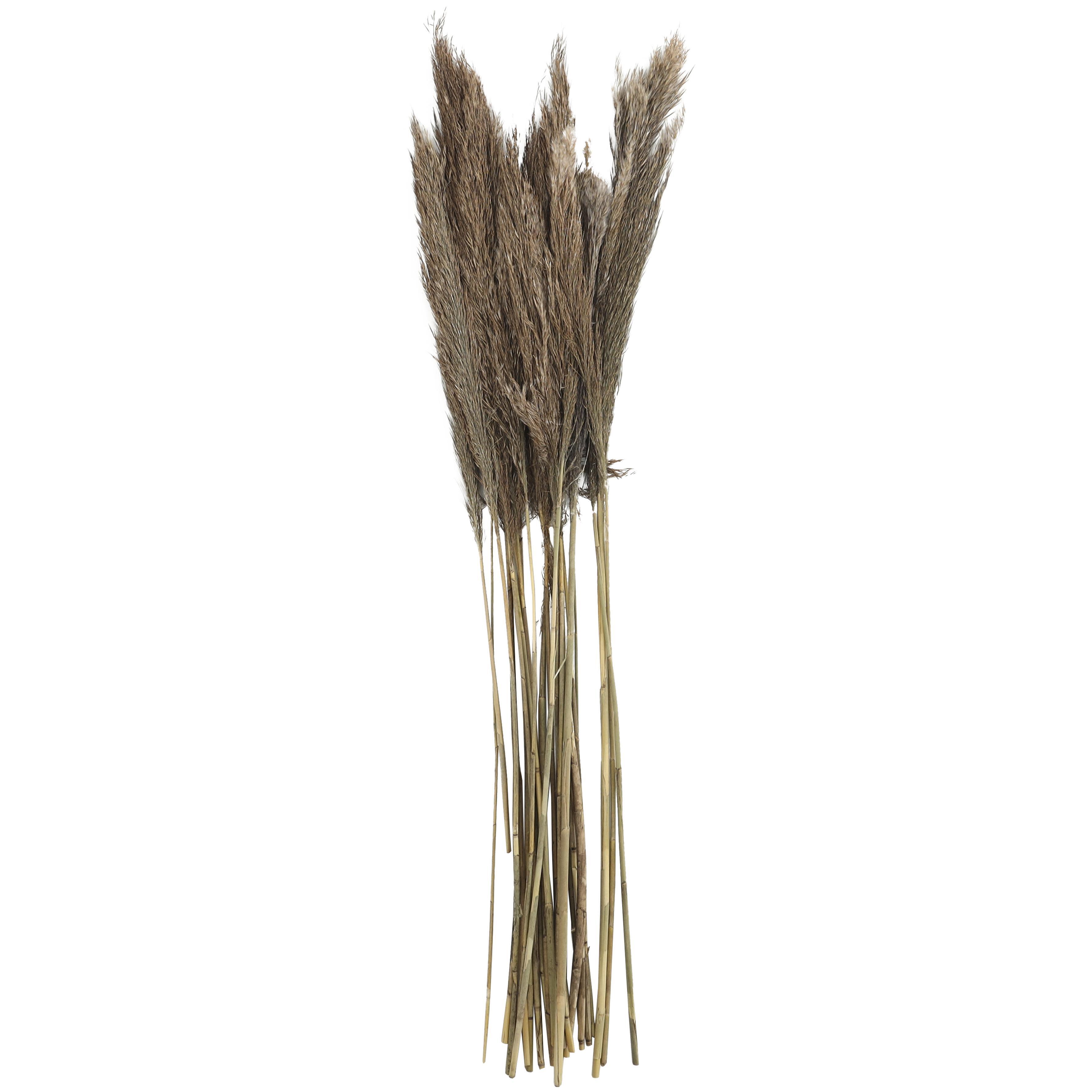 Bayberry Lane Dried Plant Pampas Natural Foliage with Long Stems, Brown, large