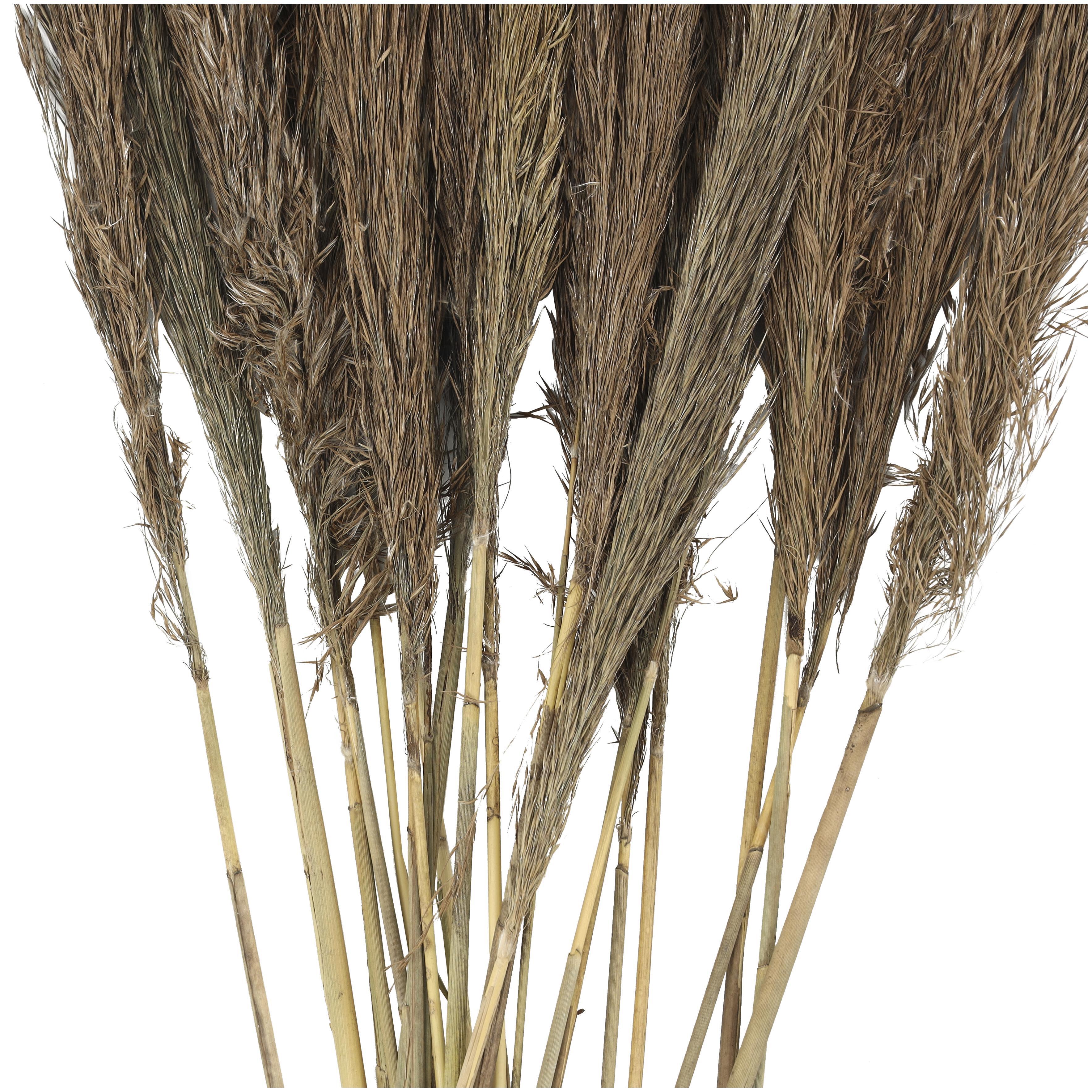 Bayberry Lane Dried Plant Pampas Natural Foliage with Long Stems, Brown, large