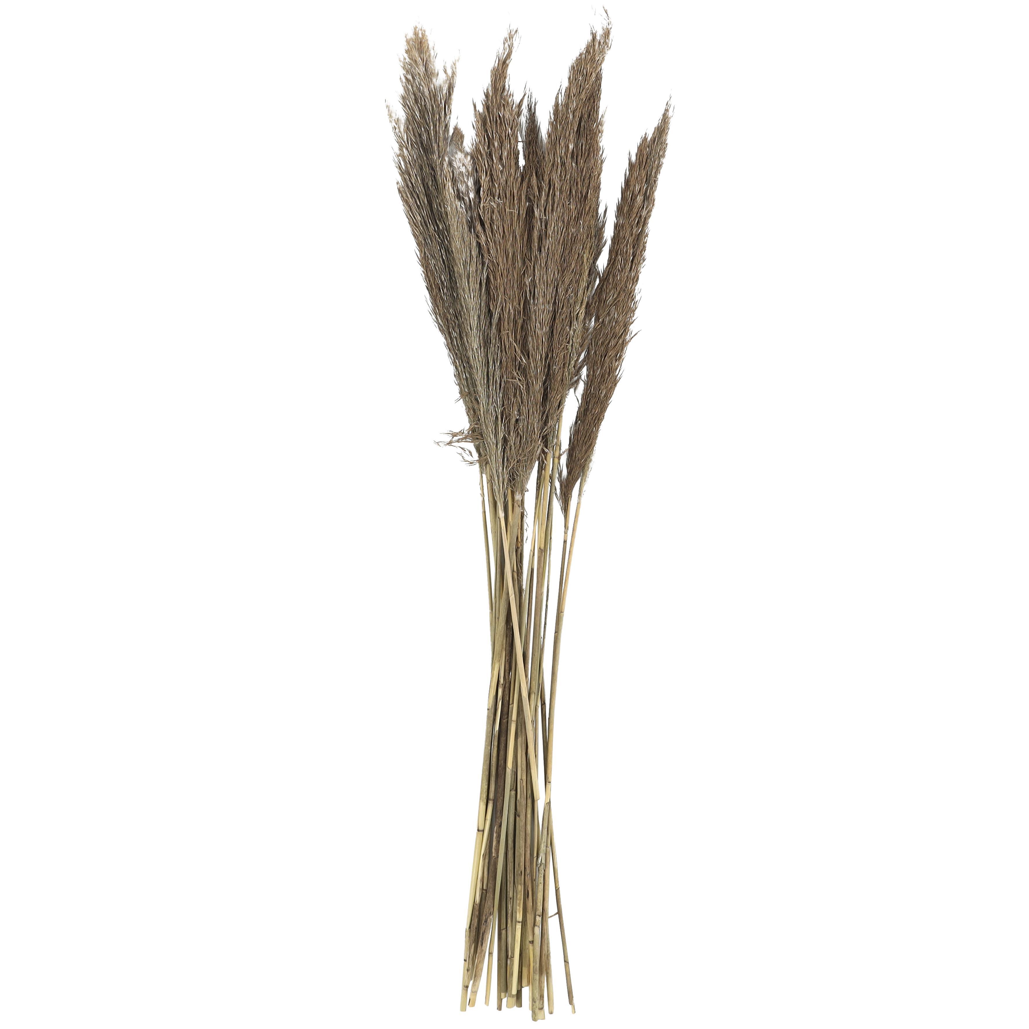 Bayberry Lane Dried Plant Pampas Natural Foliage with Long Stems, Brown, large