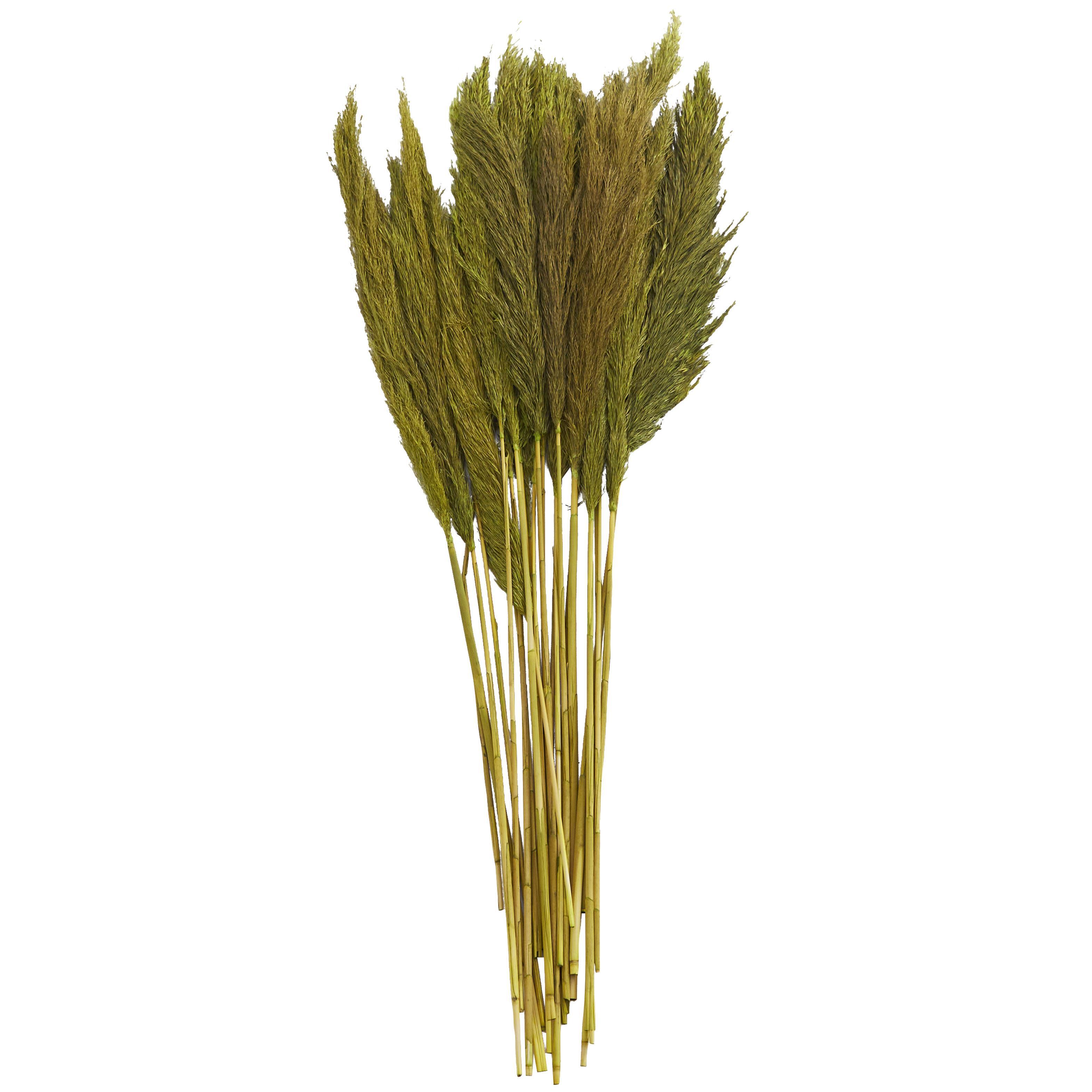 Bayberry Lane Dried Plant Pampas Natural Foliage with Long Stems, Green, large