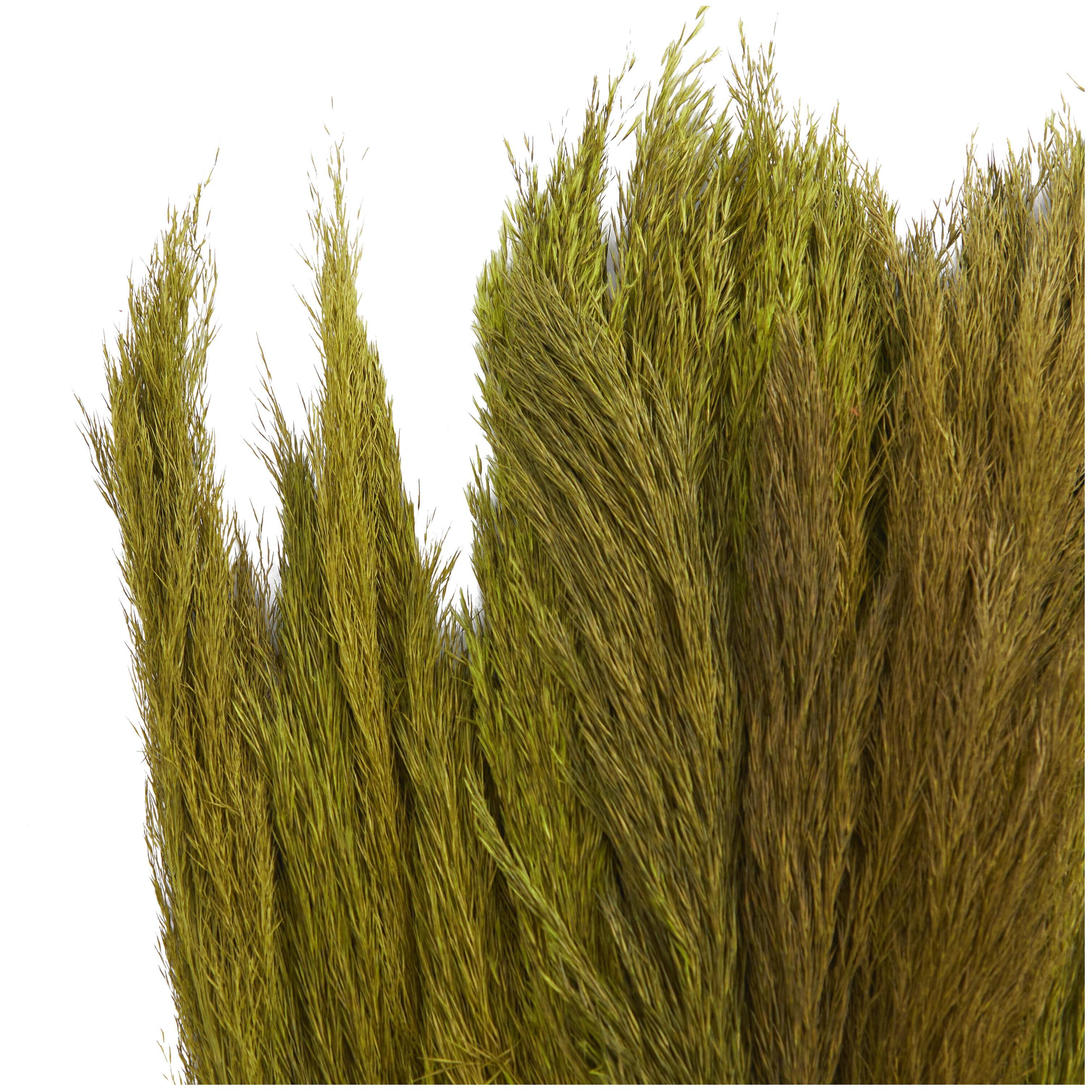 Bayberry Lane Dried Plant Pampas Natural Foliage with Long Stems, Green, large