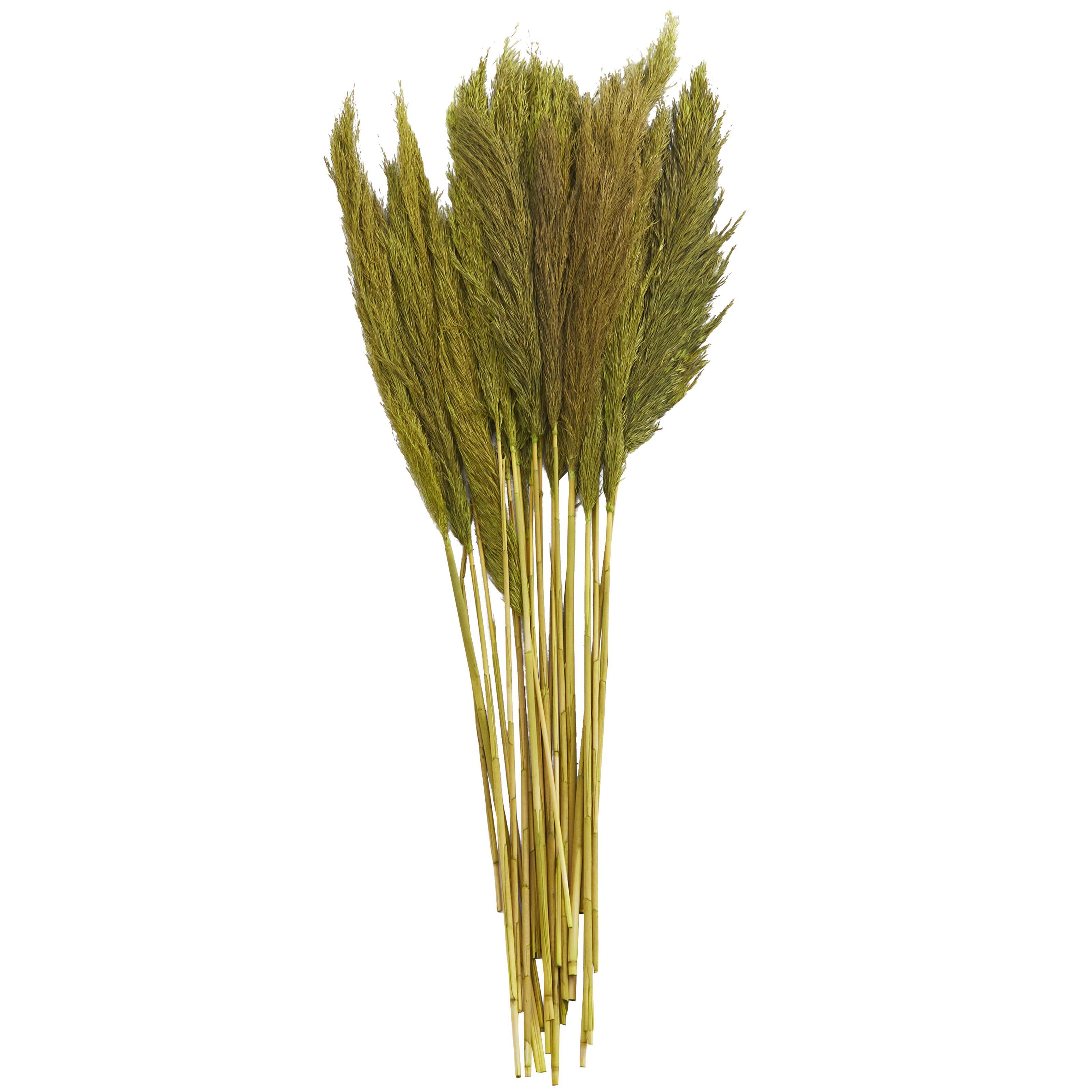 Bayberry Lane Dried Plant Pampas Natural Foliage with Long Stems, Green, large